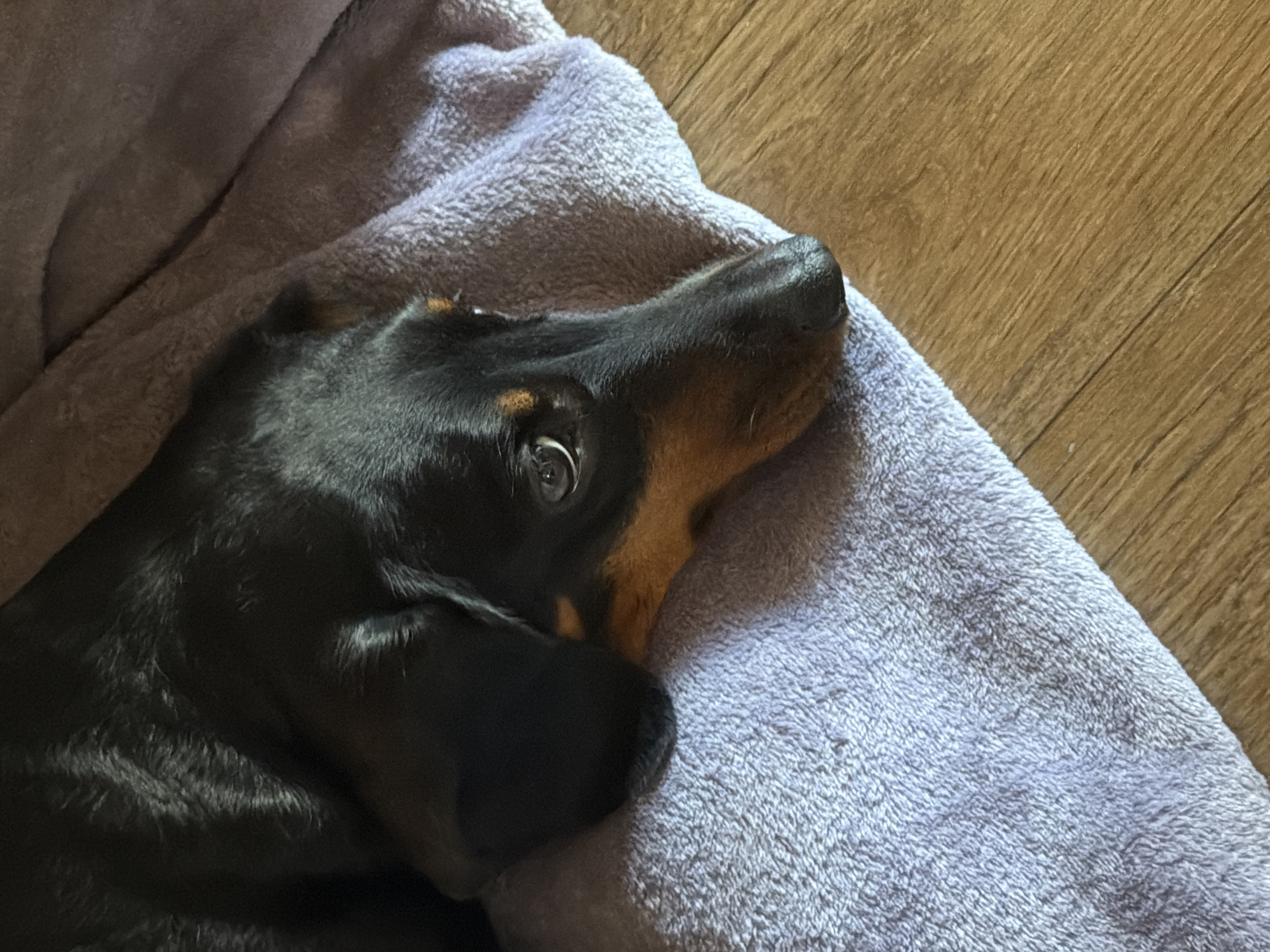 A black and tan dachshund is lying on a soft, purple blanket. The dog's head is resting on the blanket, and its eyes are open, looking to the side. The dog appears relaxed and comfortable. The blanket is a soft, plush material, and it is draped over what seems to be a pet bed. In the background, a wooden floor is visible. The lighting suggests it is daytime. There is no visible text in the image.