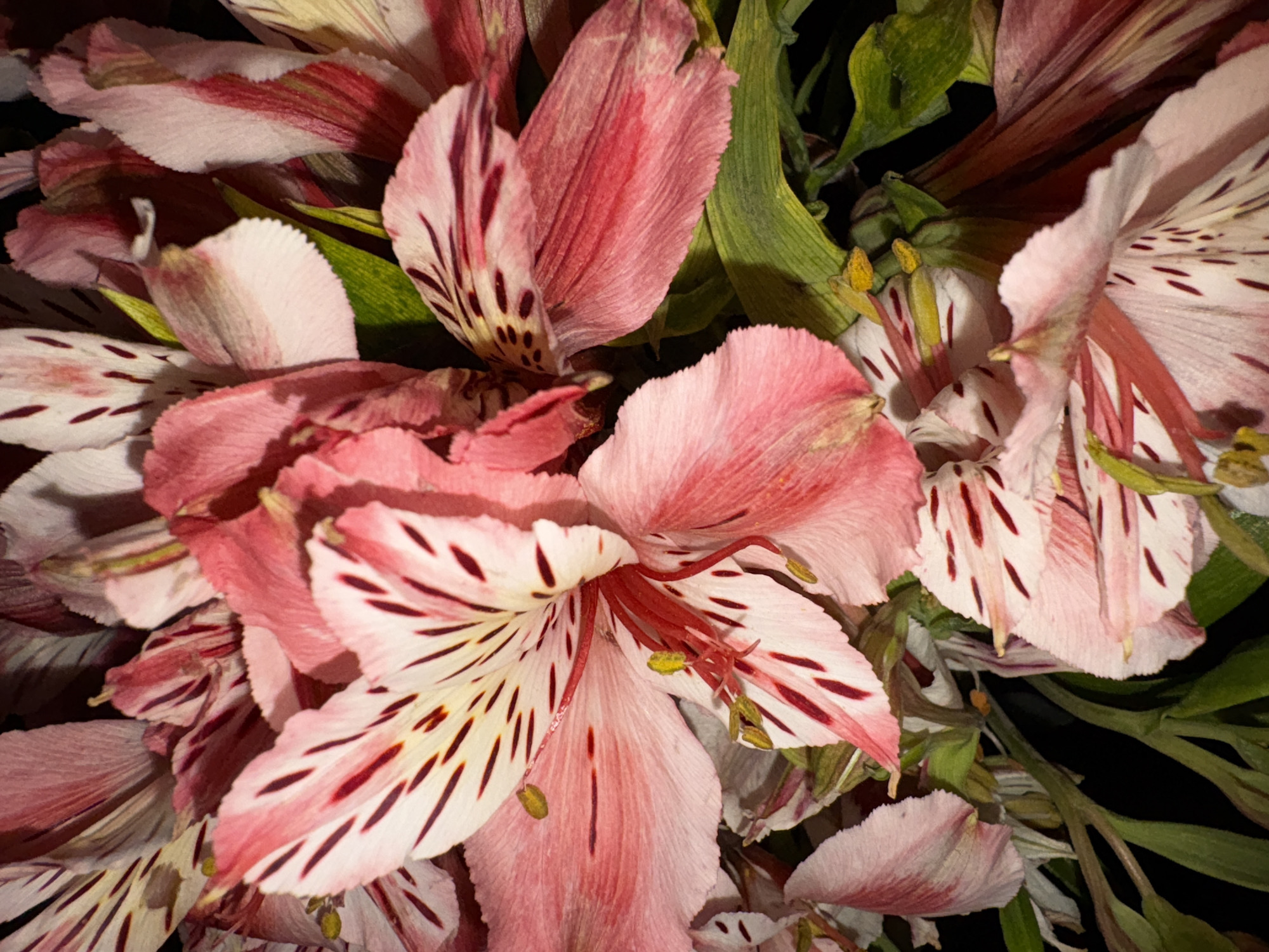 The image presents a close-up view of a bouquet of Alstroemeria flowers, often called Peruvian lilies or lilies of the Incas. The flowers have a predominantly pink hue with white accents, and their petals are marked with distinctive maroon or reddish-brown streaks and spots. The texture of the petals appears delicate and slightly wrinkled. Green leaves are visible behind and between the blooms, providing a contrasting backdrop. The lighting suggests an artificial source, casting shadows and highlights that emphasize the contours of the flowers. The background is dark, which makes the bright colors of the Alstroemeria stand out. There are no identifiable people, actions, or interactions visible in this image. The location in the city of Puebla, Mexico, is not verifiable from the image alone.