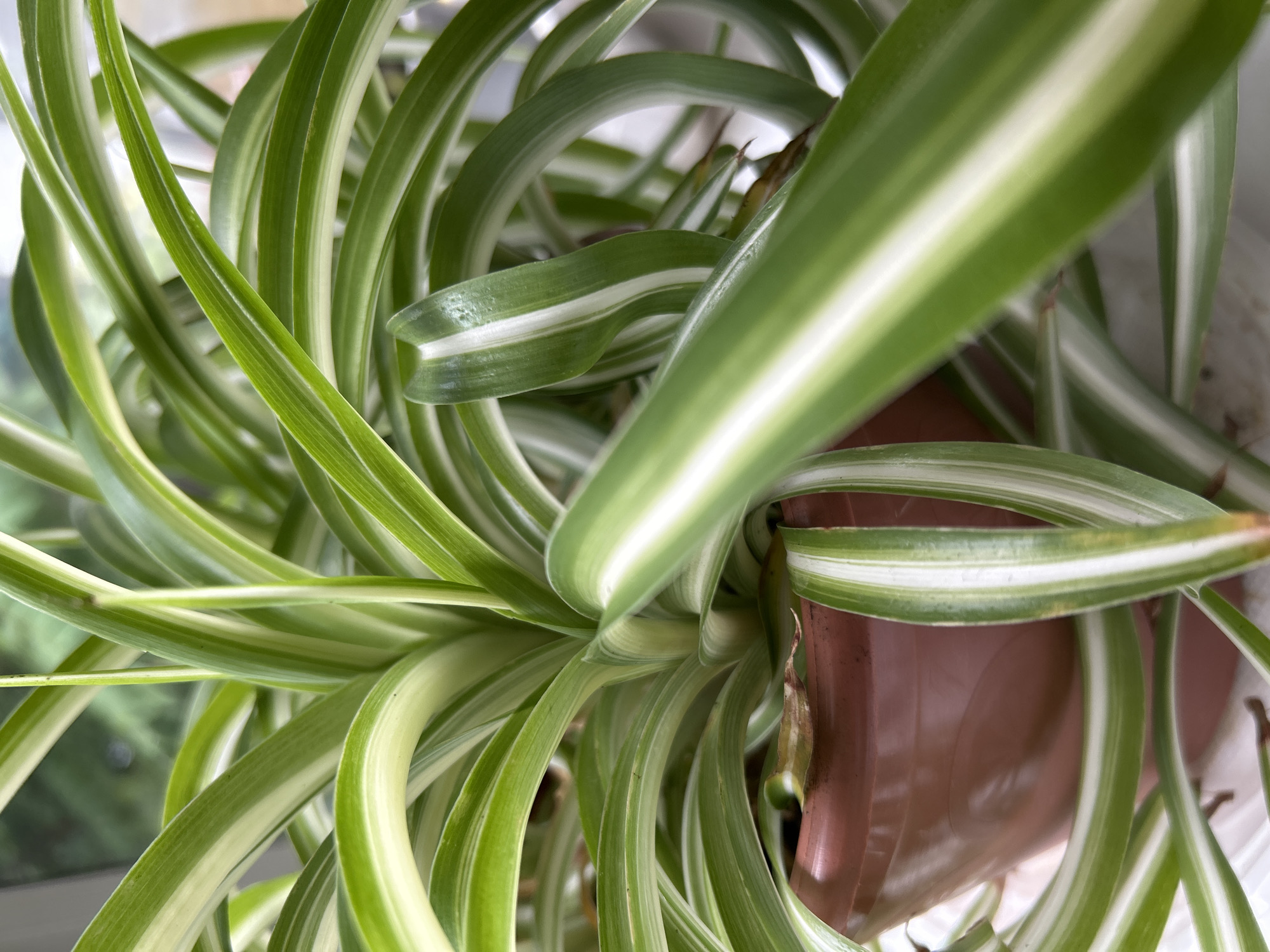 The image is a close-up shot of a spider plant with variegated green and white leaves. The plant is in a brown pot. The background is blurred, showing some greenery and what appears to be a window. The lighting suggests it is daytime, likely indoors. There are no people or animals visible. The image does not contain any information that would indicate its location in Zelenograd, Russia, or any other specific city.