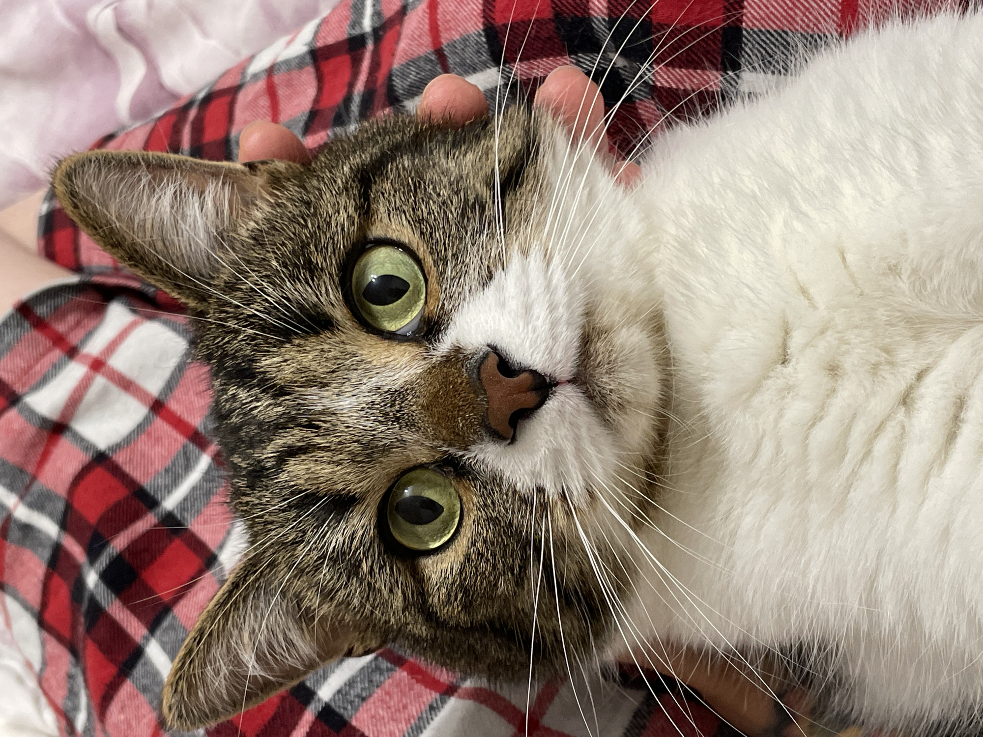 A close-up photograph shows a cat with green eyes and a mix of brown tabby and white fur lying on a surface with a red and black plaid pattern. A hand is resting on the cat's head. The image does not show any information related to Pervomaysky, Russia.