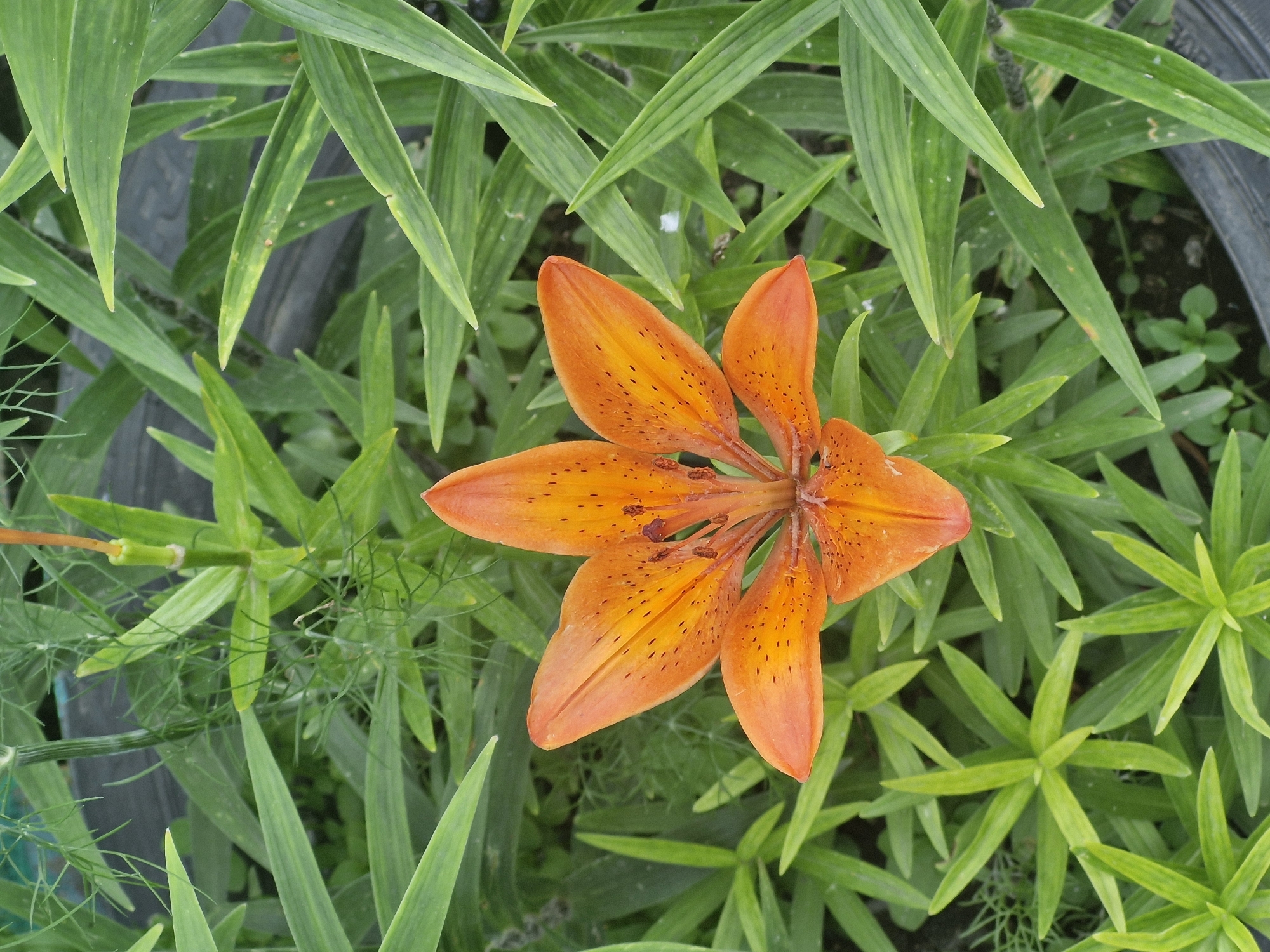 The image shows a top-down view of an orange lily flower with dark spots, surrounded by vibrant green leaves. The lily is in full bloom, with its petals spread open, revealing the stamen and pistil at its center. The leaves are long, narrow, and pointed, typical of a lily plant. Some of the leaves have a slightly glossy appearance, suggesting they are healthy and well-watered.
The background is a mix of the lily's foliage and some darker, out-of-focus elements that could be soil or other garden materials. There's a hint of a black, cylindrical object in the upper left corner, possibly a garden hose or a planter edge. The lighting appears to be natural daylight, possibly mid-morning or afternoon, casting soft shadows and highlighting the colors of the flower and leaves. The overall impression is one of natural beauty and tranquility, with the focus solely on the intricate details of the blooming lily. There is no visible text in the image.