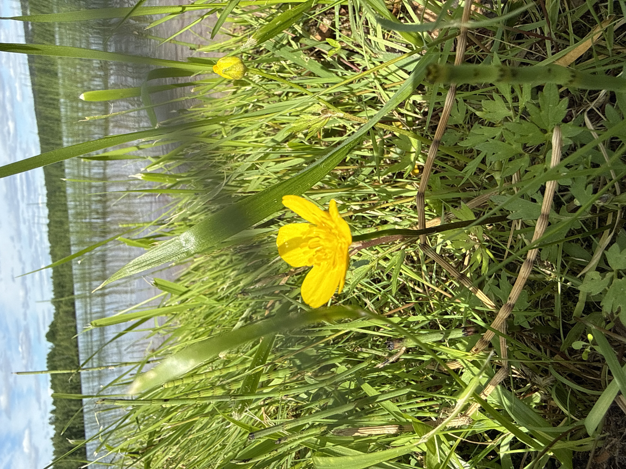 The image depicts a close-up view of a yellow buttercup flower in the foreground, surrounded by lush green grass and other vegetation. In the background, a body of water, likely a lake or river, is visible, with a distant treeline under a partly cloudy sky. The scene appears to be in a natural, outdoor setting. The image does not contain any people, actions, or interactions. The location is identified as Rovaniemi, Finland, suggesting a natural landscape in or near the city.