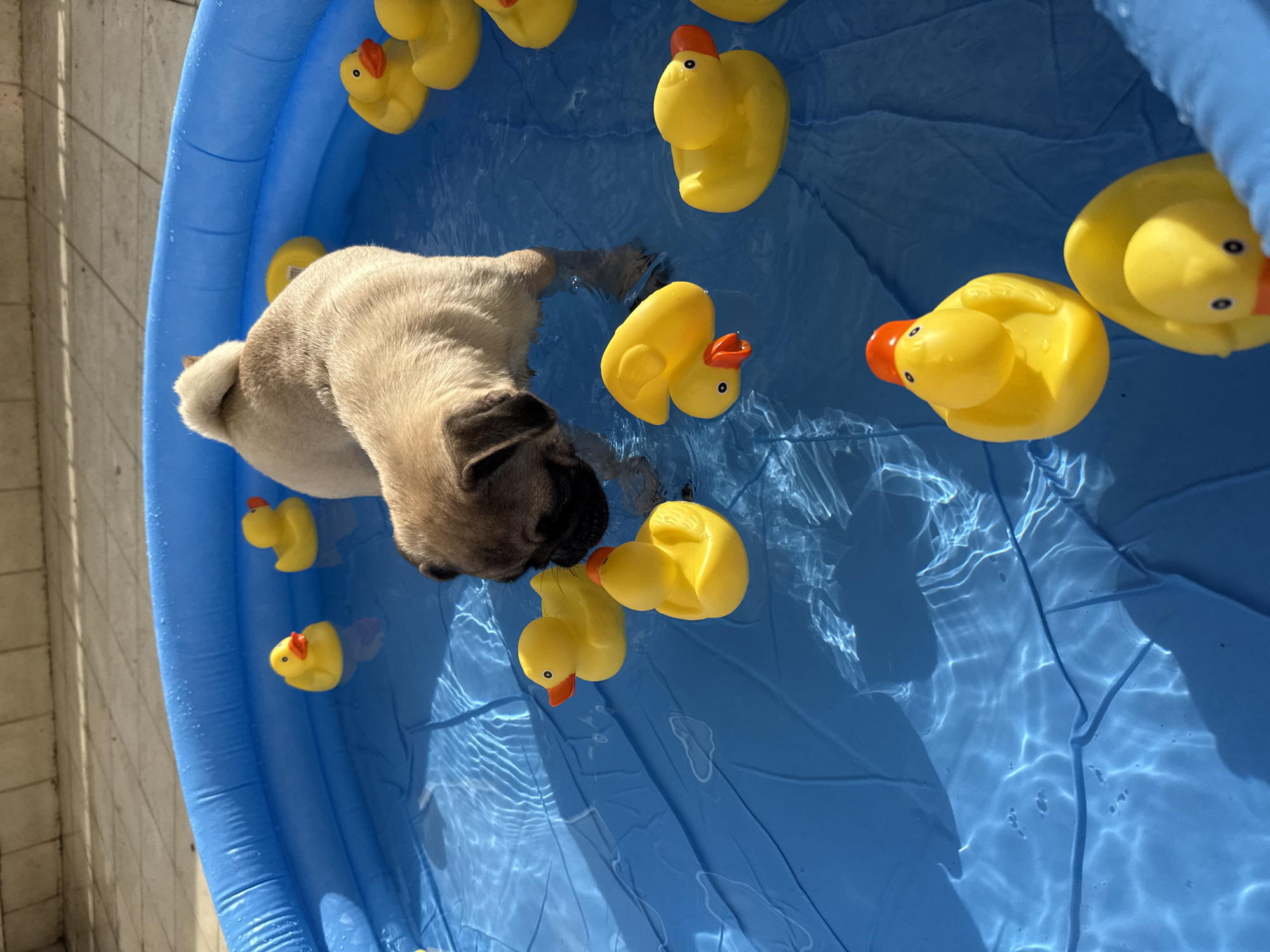 A beige pug puppy stands in a circular blue inflatable pool filled with shallow water. The pug is positioned near the center-right of the frame, with its front legs submerged and its head lowered towards the water, appearing to interact with a yellow rubber duck. Multiple yellow rubber ducks, each with an orange beak and black eyes, are floating throughout the pool. Some ducks are upright, while others are slightly tilted. The water's surface shows ripples and reflections from overhead sunlight. The pool's blue liner has visible folds and creases on its bottom. The background consists of a light-colored tiled or concrete outdoor surface, likely a patio or balcony. Strong sunlight illuminates the scene, creating distinct shadows and light patterns on the water. The location is an unknown outdoor setting in the city of Unknown, Unknown.