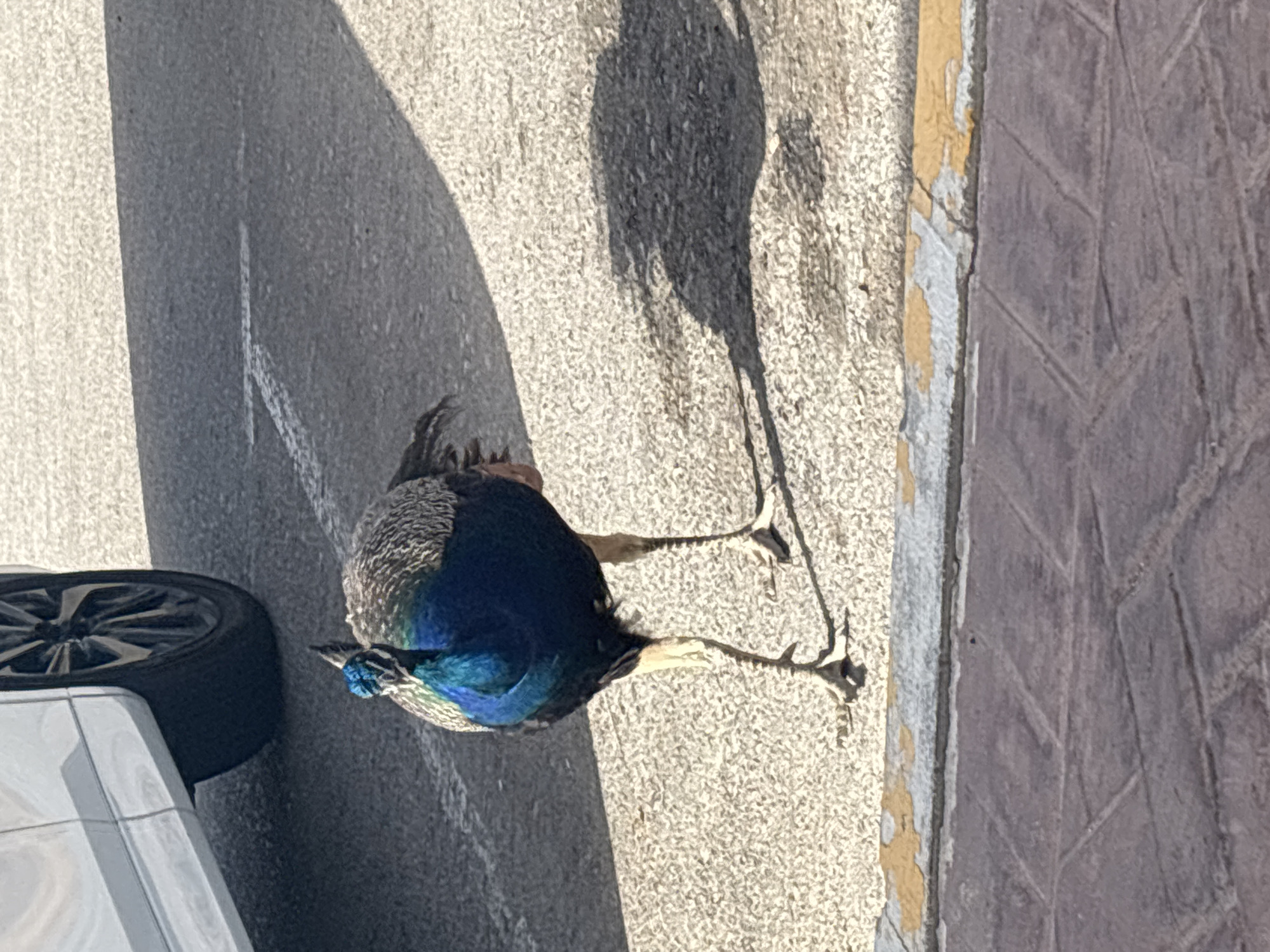 A male peacock is walking on a paved surface. The peacock has vibrant blue and green plumage on its neck and chest, and grey and brown feathers on its body and wings. Its legs are thin and yellowish. The peacock is facing towards the viewer, with its head slightly tilted. In the background, a portion of a white car with a black wheel is visible on the left. The ground is made up of asphalt with some painted markings. A curb with a yellow line is visible in the foreground. The scene appears to be outdoors, likely in an urban or suburban area. The image captures the peacock in motion, suggesting it is navigating its environment. The lighting suggests it is daytime, with a shadow of the peacock cast on the ground. There are no people visible in the image.