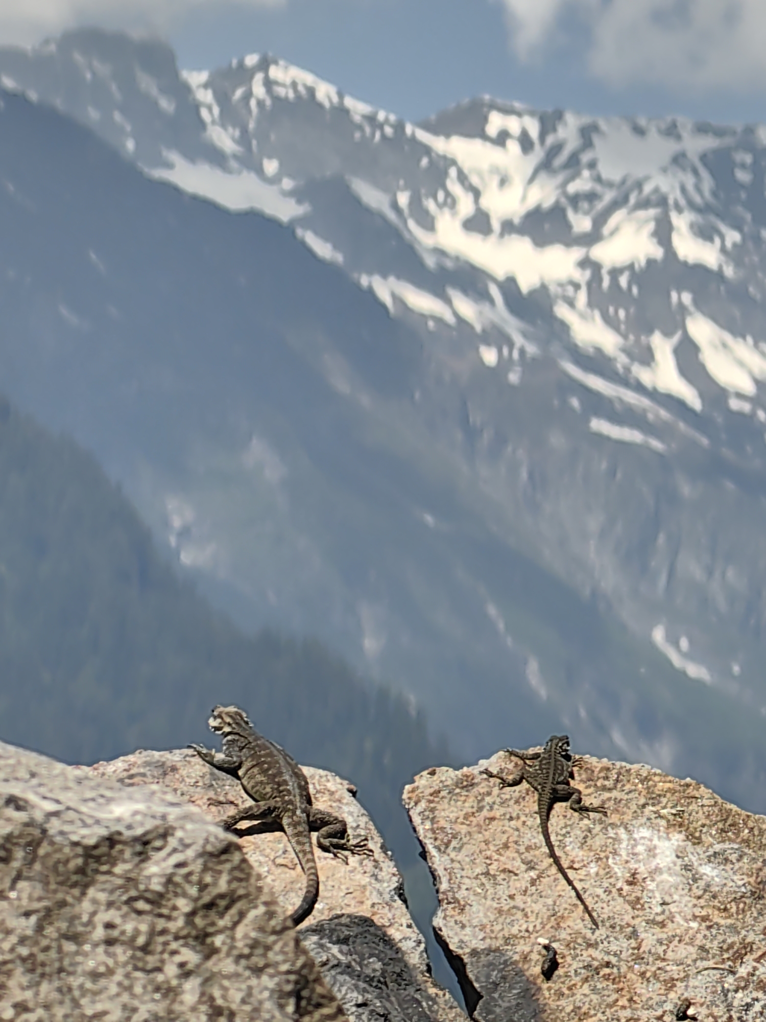 Two lizards are perched on large rocks in the foreground. The lizard on the left is larger and facing right, while the lizard on the right is smaller and facing left. In the background, a majestic mountain range with snow-capped peaks rises against a hazy blue sky with scattered clouds. The overall scene captures a moment of wildlife amidst a rugged, mountainous landscape. This image was taken in Vashisht, India.