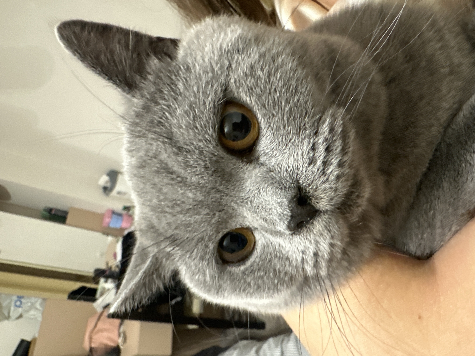 A close-up, eye-level photograph captures a British Shorthair cat with grey fur and large, round, amber eyes. The cat is being held, with its chin resting on an arm. The background is blurred and appears to be an indoor setting, possibly a room with cardboard boxes and other household items, consistent with an apartment in the city of Ruse, Bulgaria. The lighting is soft and natural. The image is composed primarily of the cat's face, with only a small portion of its body visible. The cat's expression is neutral, and its whiskers are prominent. The overall impression is one of a pet being comfortably held by its owner.