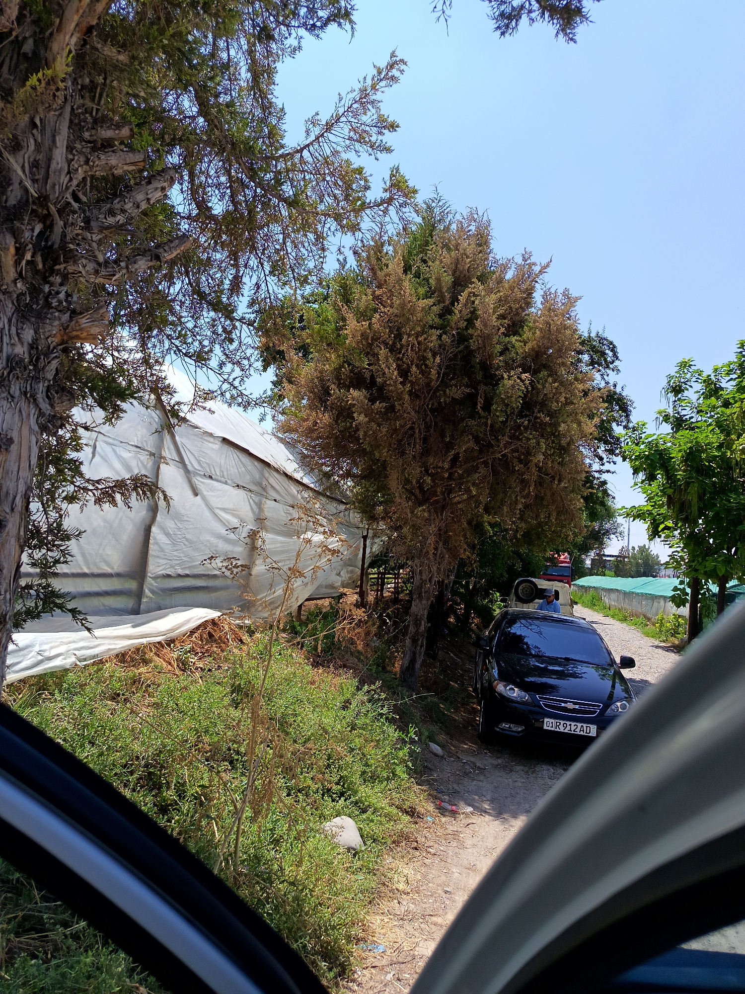 This image captures a scene in the city of Kiraryk, Uzbekistan. In the foreground, the interior of a vehicle is visible, with a gray door frame and a dark window partially obscuring the view. The exterior scene reveals a dirt road lined with vegetation. A black Chevrolet sedan is parked on the road, facing away from the viewer. The car's license plate reads "01 R 912 AD". To the left of the road, a large, weathered tree trunk stands prominently, with its branches extending upwards and some foliage visible. Behind the tree and extending across the midground is a structure covered with a white, translucent material, resembling a greenhouse or shelter. Further down the road, more trees and a green fence are visible, with a person standing near a white vehicle. The sky is clear and blue, indicating a sunny day. The overall environment appears to be a rural or semi-rural setting within Kiraryk.