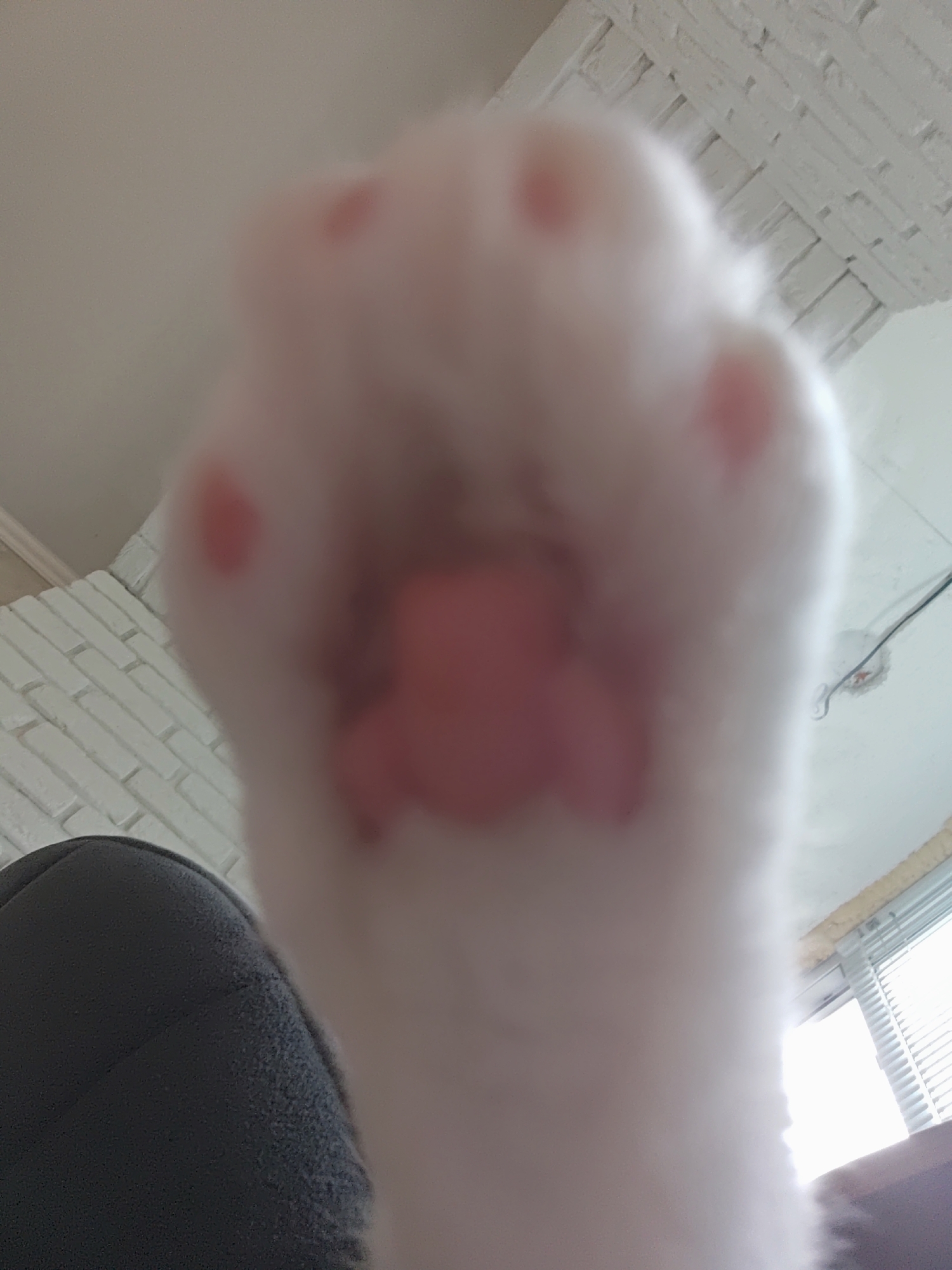 The image is a close-up, low-angle shot of a cat's paw, likely taken by the cat itself. The paw is predominantly white with pink paw pads. The image is slightly out of focus, especially towards the edges. In the background, a white brick wall pattern is visible on the ceiling, and a window with blinds and a glimpse of sunlight can be seen. A dark, textured object, possibly furniture, is partially visible in the lower left corner. The scene appears to be indoors, in a residential setting. There is no indication of the city of Боровский, Russia.