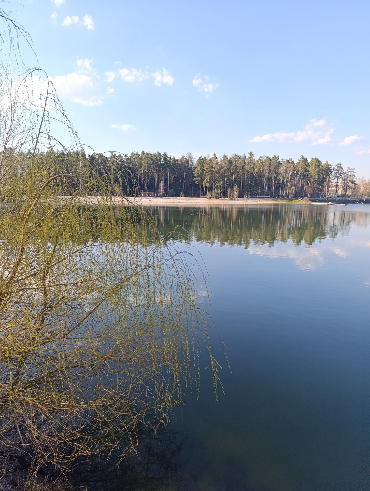 The image captures a tranquil scene at Lake Severnoe in Chernogolovka, Russia, on a bright, sunny day with a light blue sky dotted with scattered white clouds. A dense forest lines the opposite shore, its trees reflected in the calm, dark blue water of the lake. In the foreground, a willow tree with delicate, budding branches extends into the frame from the left. The shoreline is visible as a strip of light-colored sand between the forest and the water.