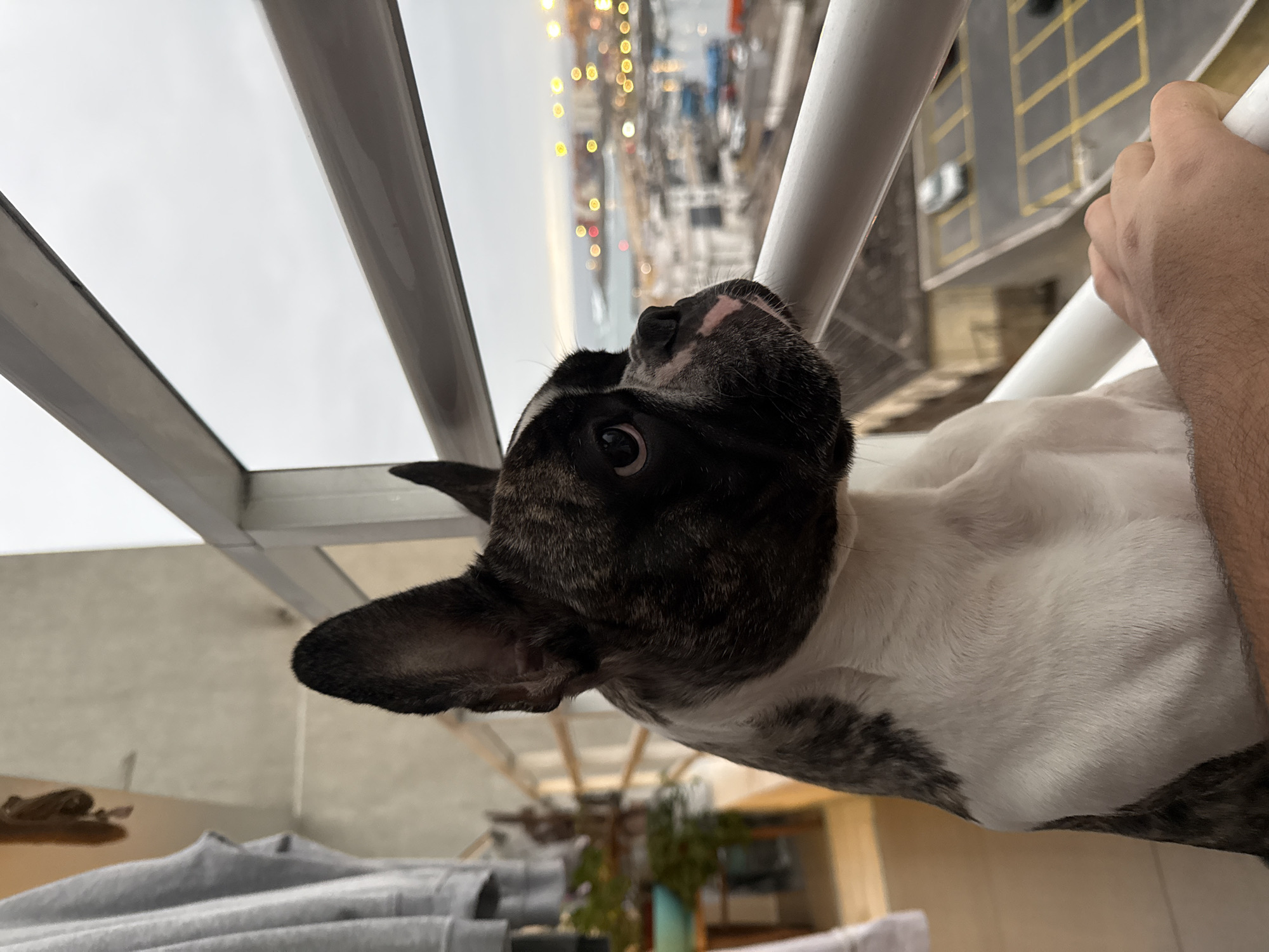 A brindle and white French Bulldog is positioned on a balcony, looking out towards a cityscape. The dog's head is in profile, facing right, with its ears perked up. In the background, a harbor is visible with numerous boats docked and city lights twinkling as dusk settles. The sky is overcast. Below the balcony, a parking lot with yellow parking lines and a few cars can be seen. A human hand is visible in the foreground, resting on the balcony railing. The balcony railing is white and metallic. The environment suggests an urban setting in Iquique, Chile, likely a residential building overlooking the port.