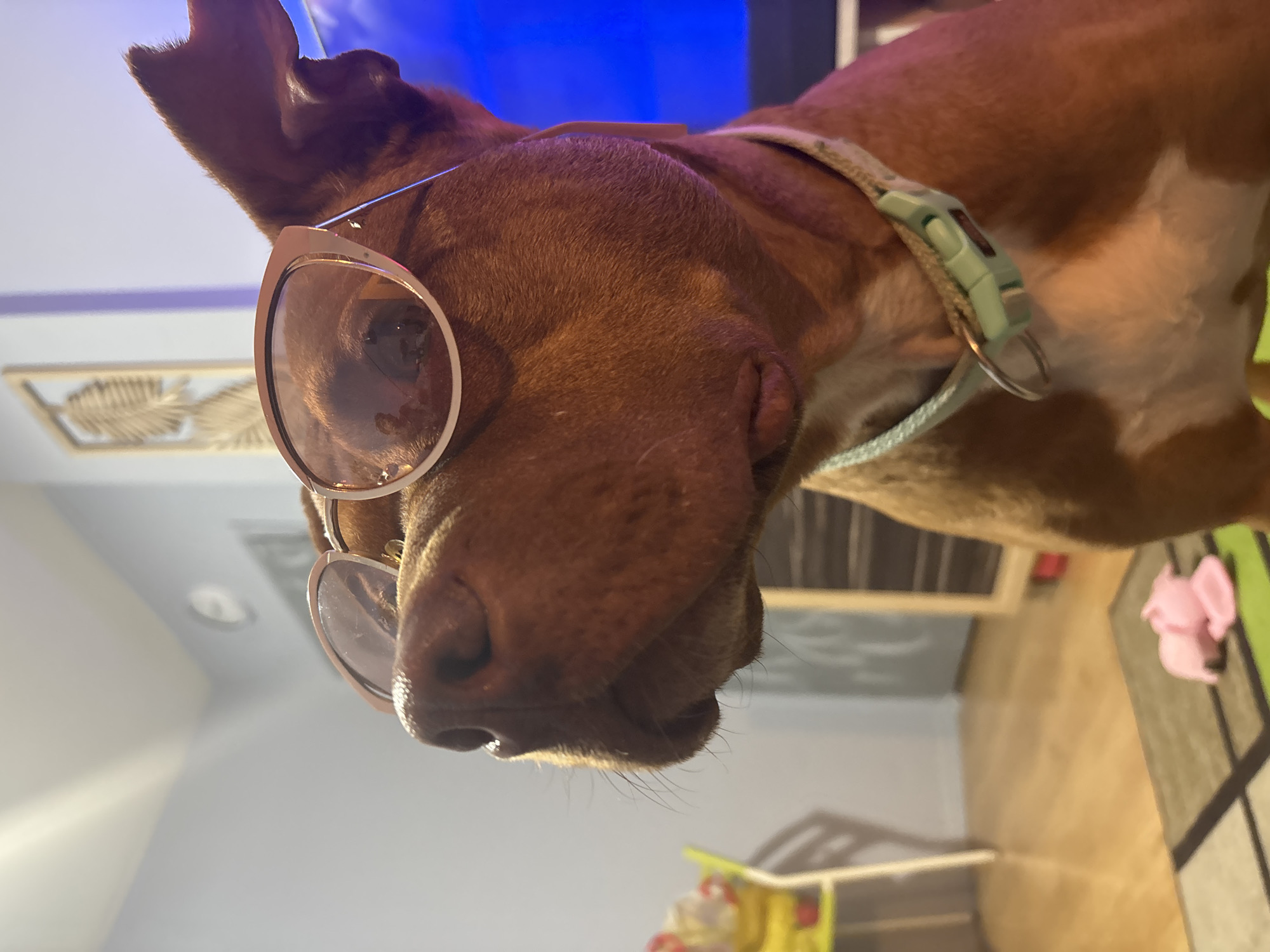 A brown dog is wearing round sunglasses and a light green collar. The dog is indoors. A wall decoration is in the background. There is a toy on the floor. The location is not determinable, and it is impossible to determine if it is Sofia, Bulgaria.