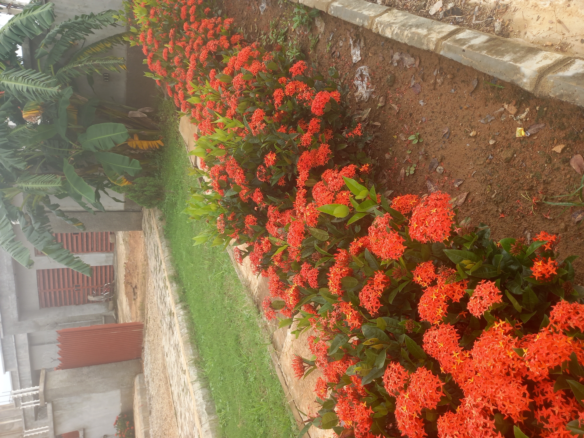 The image depicts a residential area in Kakau, Nigeria, featuring a row of vibrant orange Ixora flowers lining a dirt path. The flowers are densely packed and lush, with their green foliage providing a striking contrast. Beyond the flowers, a paved walkway is visible, bordered by a concrete curb. In the background, a grey concrete building with corrugated iron gates stands, and a cluster of banana trees adds a tropical element to the scene. A bicycle is parked near one of the gates. The ground is a mix of dirt and scattered leaves, with some visible litter. The sky appears overcast, suggesting a cloudy day.