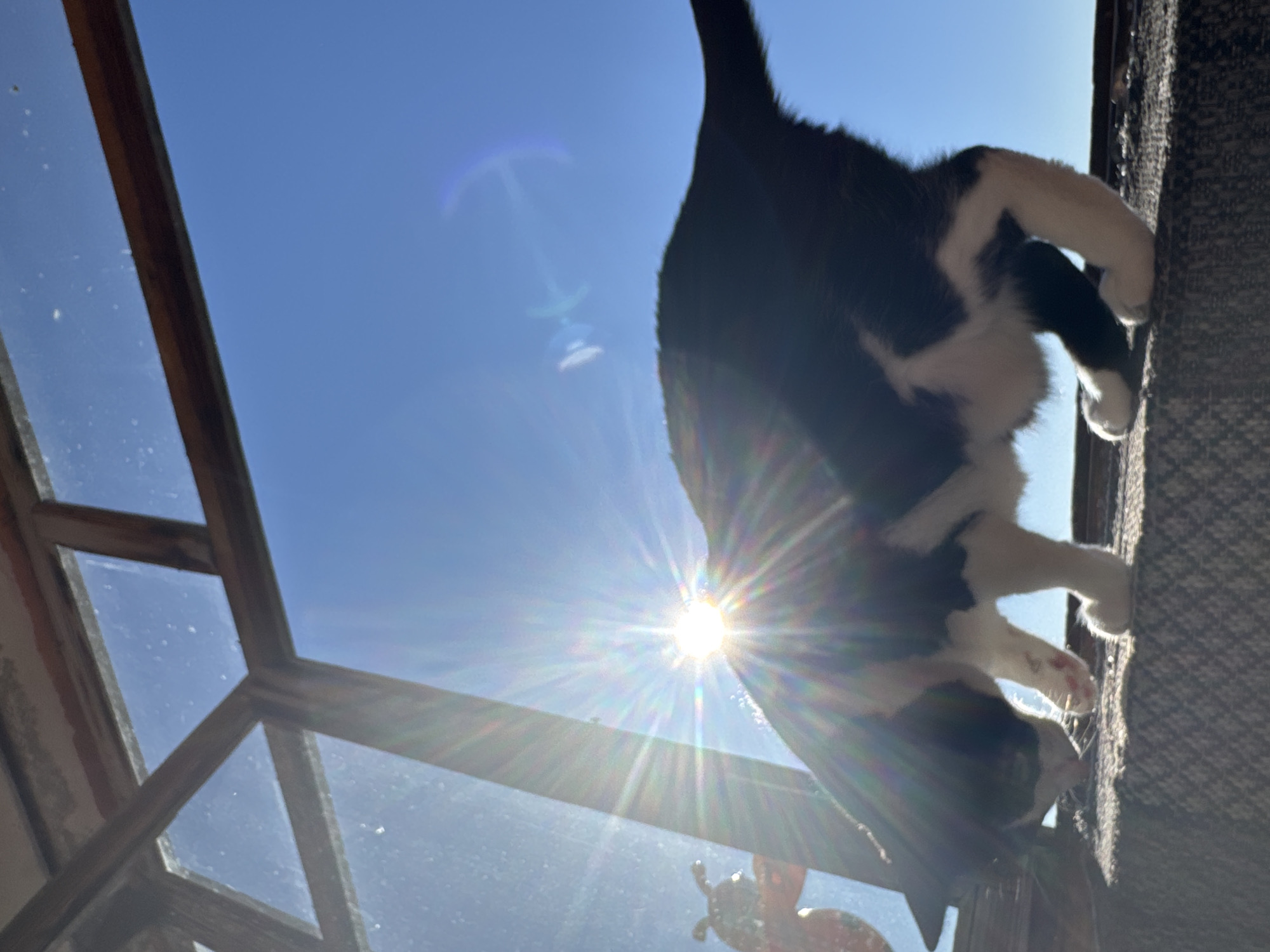 The photograph depicts a black and white cat clinging to a textured surface, possibly a cat tree or scratching post. The viewpoint is from below, looking up towards the cat. Above the cat, the bright sun is visible in a clear blue sky, partially obscured by the cat's body. A wooden structure, possibly a window frame or part of a building, is visible on the left side of the frame. The location is purportedly Chaikovsky, Russia, though this cannot be verified from the image alone.