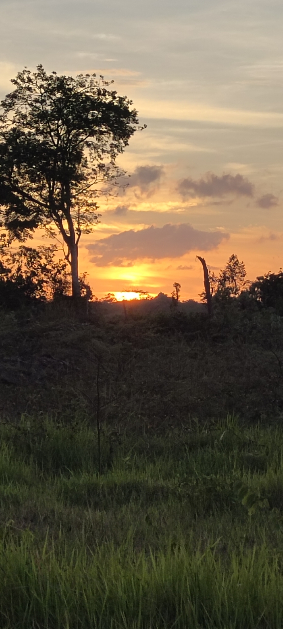 A landscape shot capturing a sunset in Lhokseumawe, Indonesia. The sun is positioned on the horizon, creating a vibrant orange glow in the sky with clouds scattered above. In the foreground, a field of tall green grass is visible. Behind the grass, a dark, dense area of foliage with trees can be seen, with one prominent tree on the left side. An isolated tree trunk stands to the right. No people are visible in the image.