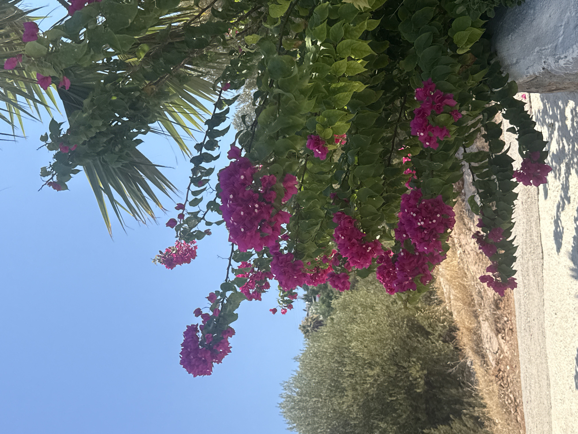 The image shows a vibrant bougainvillea bush in bloom, with its fuchsia-colored flowers contrasting against a clear blue sky. The bush is lush and green, with some of its branches reaching out towards the viewer. In the background, there are palm fronds, an olive tree, and a hillside dotted with buildings. The scene appears to be a sunny day, likely in Bodrum, Turkey, a coastal town known for its bougainvillea-draped architecture and Mediterranean climate. The ground in the foreground is a pale, textured surface, possibly a walkway or a wall, with dappled sunlight creating shadows. There are no people or animals visible in the image.