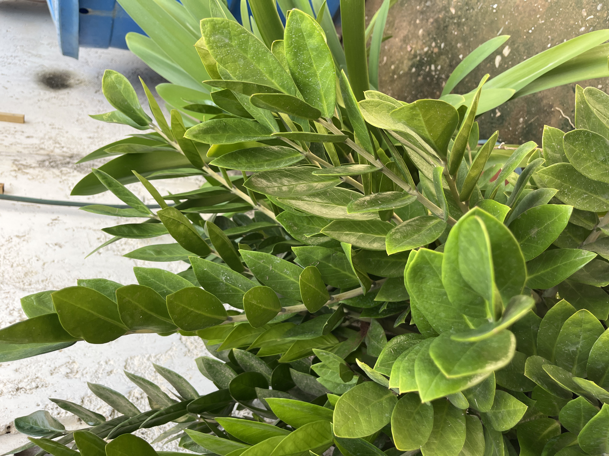 A close-up, eye-level, outdoor photograph shows a vibrant green ZZ plant with glossy, oval-shaped leaves. The plant is situated against a textured, off-white wall. In the background, a portion of a blue plastic container and a concrete surface are visible. The image is undated and has no discernible human presence or activity. The scene appears to be within a city context, possibly Juan Griego, Venezuela, given the architectural style and general outdoor setting.