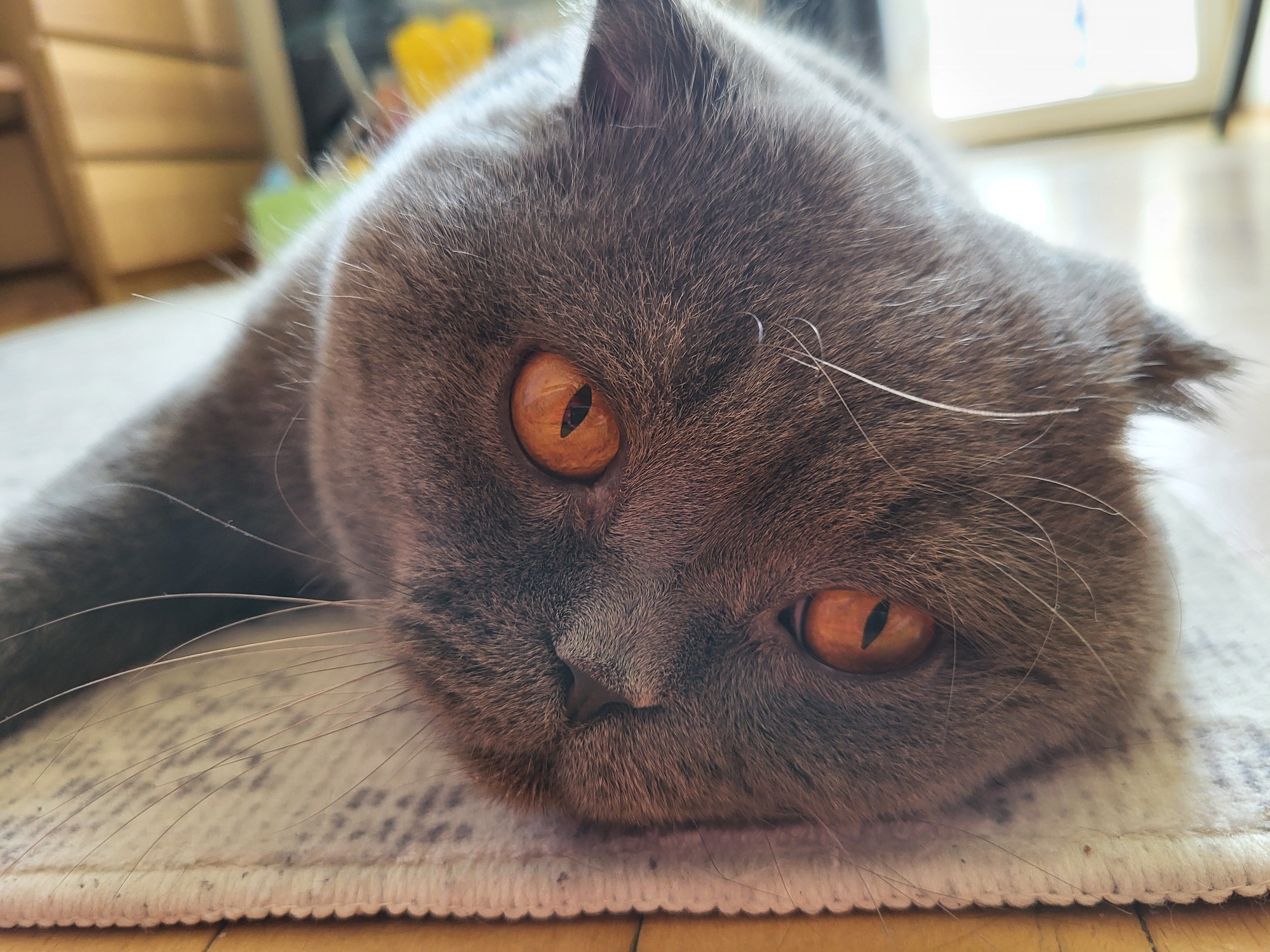 A close-up, eye-level shot captures a Scottish Fold cat lying on a rug. The cat's fur is a dark gray color, and its large, amber eyes are prominent in the frame. Its ears are folded down, a characteristic of the breed. The cat's head is resting on a light-colored rug with a subtle pattern, and the floor beneath the rug appears to be wood. In the background, a blurred wooden dresser and a hint of a window are visible, suggesting an indoor environment. The lighting is soft and natural, highlighting the texture of the cat's fur and the intricate details of its eyes. The overall mood is peaceful and relaxed, showcasing the cat in a moment of repose.