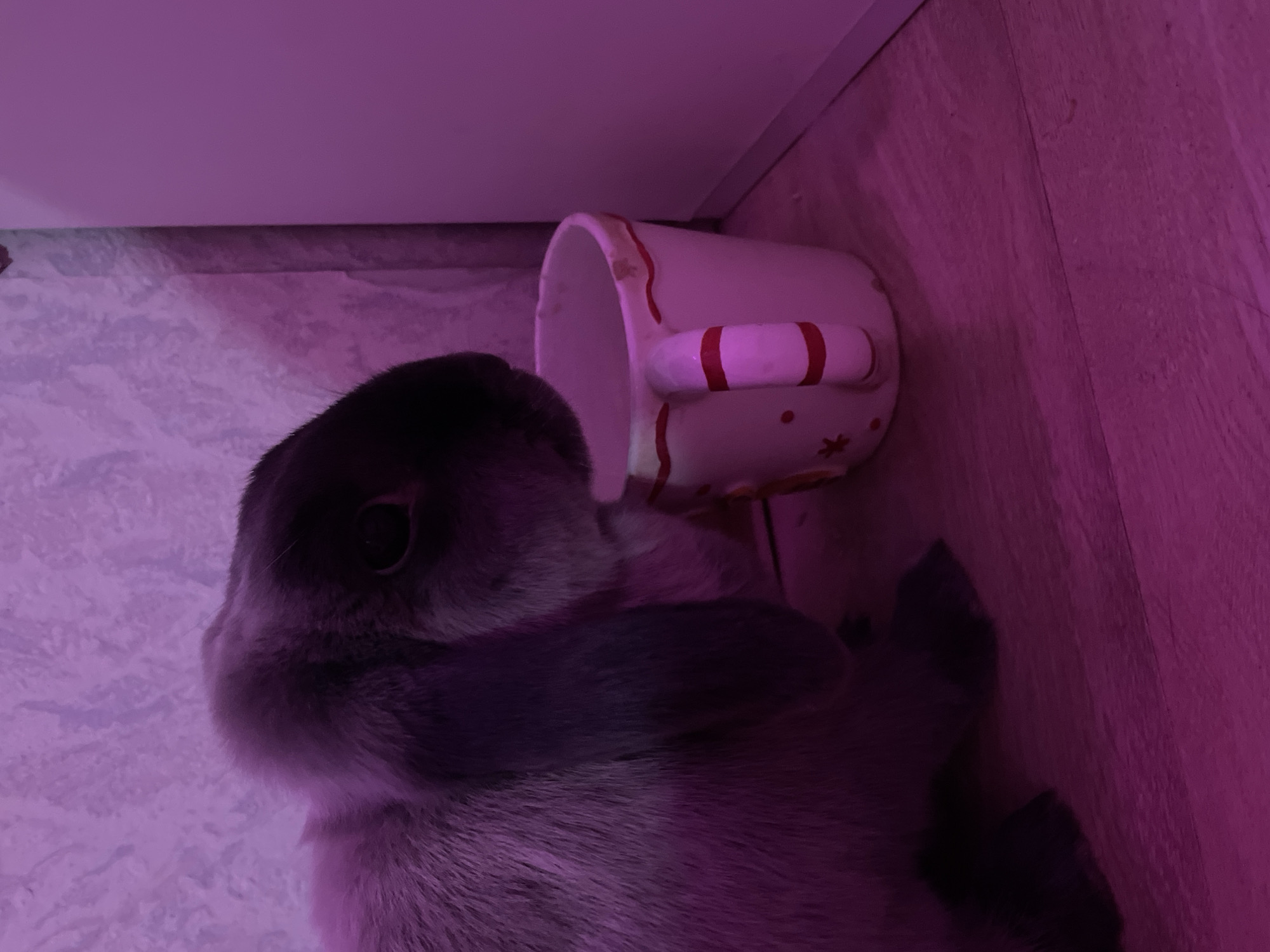 The image displays an indoor scene dominated by a domestic rabbit and a mug, illuminated by a strong magenta light.
A grey and dark brown rabbit, likely a lop-eared breed due to its drooping ears, is positioned on the left side of the frame. Its head, which is darker in color, is lowered, and its right eye is visible, dark and shiny. The rabbit appears to be looking into or sniffing a white ceramic mug to its right. Its front paws rest on a light brown wooden floor, which exhibits distinct grain and seams between planks.
The white ceramic mug stands on the wooden floor. It features a prominent handle with red horizontal stripes and has similar red accents on its rim and scattered across its body, possibly in star or dot patterns. A minor chip or discoloration is visible on the upper rim of the mug. The mug appears to be empty.
The background consists of two wall surfaces. The left wall behind the rabbit is light purple and has a noticeable textured pattern, possibly stucco or wallpaper. The right wall, or perhaps a piece of furniture, is a smooth, plain vertical surface, also light purple, forming a corner with the textured wall.
The entire environment is saturated with a pervasive magenta or deep pink-purple artificial light, influencing the color perception of all objects. No people are present in the scene. The specific location in Votkinsk, Russia, cannot be determined from the visual information presented in the image.