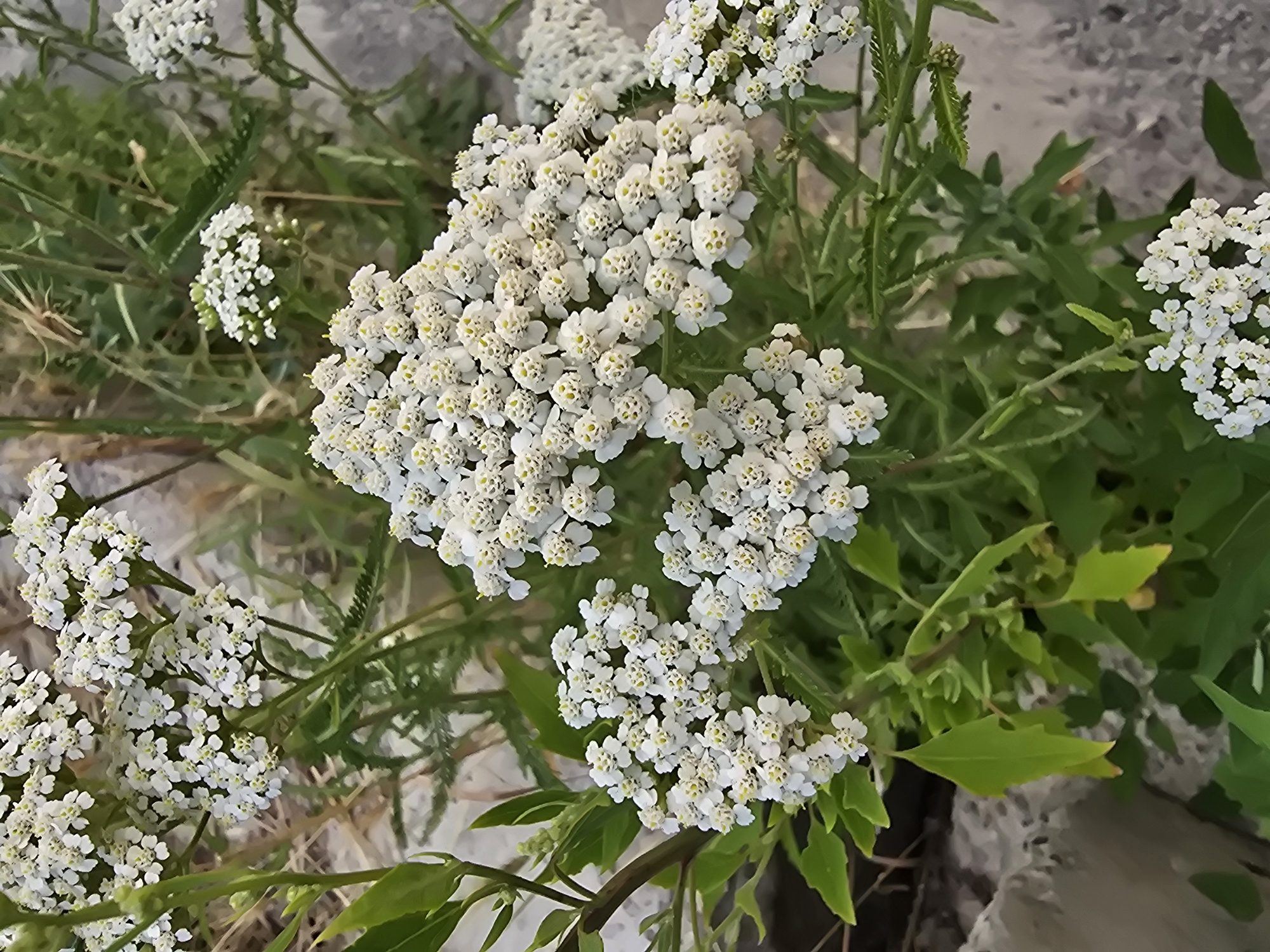 In Sofiivska Borshchahivka, Ukraine, a close-up, high-angle shot focuses on a cluster of white yarrow flowers. The flowers are small and densely packed, forming flat-topped clusters, with some appearing fully bloomed and others in bud. The petals are delicate, and many of the blossoms show yellow centers. Lush green leaves, some with serrated edges, are interspersed among the flowers. The background is a blur of green foliage and muted, gray, rocky terrain, suggesting an outdoor, possibly natural or semi-natural, environment. The lighting suggests it is daytime, with some shadows indicating the direction of the sun. No people or animals are visible.