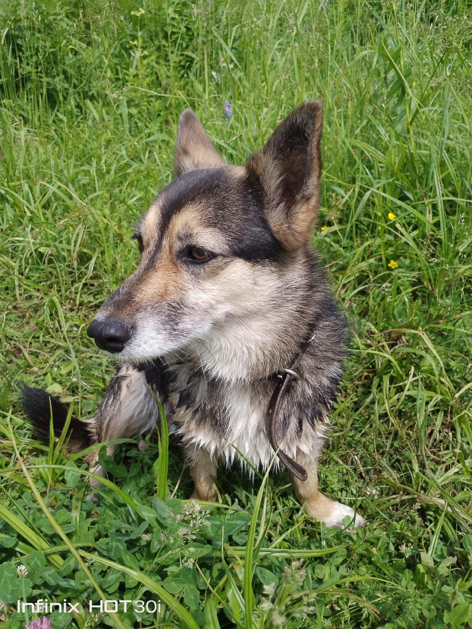 A medium-sized dog with dark and tan fur sits in tall green grass. The dog is looking to its left with its ears perked up. The dog is wearing a brown collar. The background is filled with green grass and some small yellow flowers. The bottom left corner of the image has a watermark that reads "Infinix HOT 30i". The image appears to be taken outdoors on a sunny day. The location is Kedrovy, Russia.