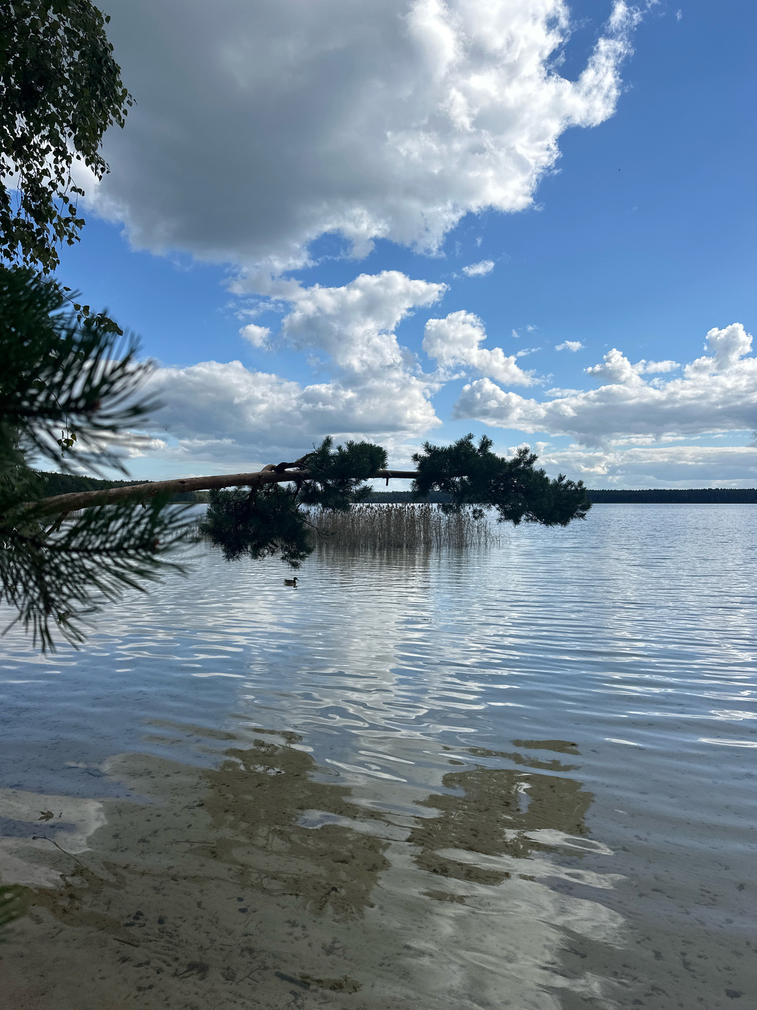 This image depicts a serene lake scene in the vicinity of Мядзельскі сельскі Савет, Belarus. In the foreground, the shallow waters reveal a sandy bottom with some submerged debris. The lake's surface is rippled, reflecting the dynamic sky above. A lone duck swims in the middle distance. A prominent feature is a large tree branch that extends horizontally over the water from the left side of the frame, with its pine needles casting a shadow. In the background, reeds line the shore, and a dense forest borders the far side of the lake. The sky is a vibrant blue, dotted with fluffy white cumulus clouds, suggesting fair weather. The overall atmosphere is one of natural tranquility and undisturbed wilderness.