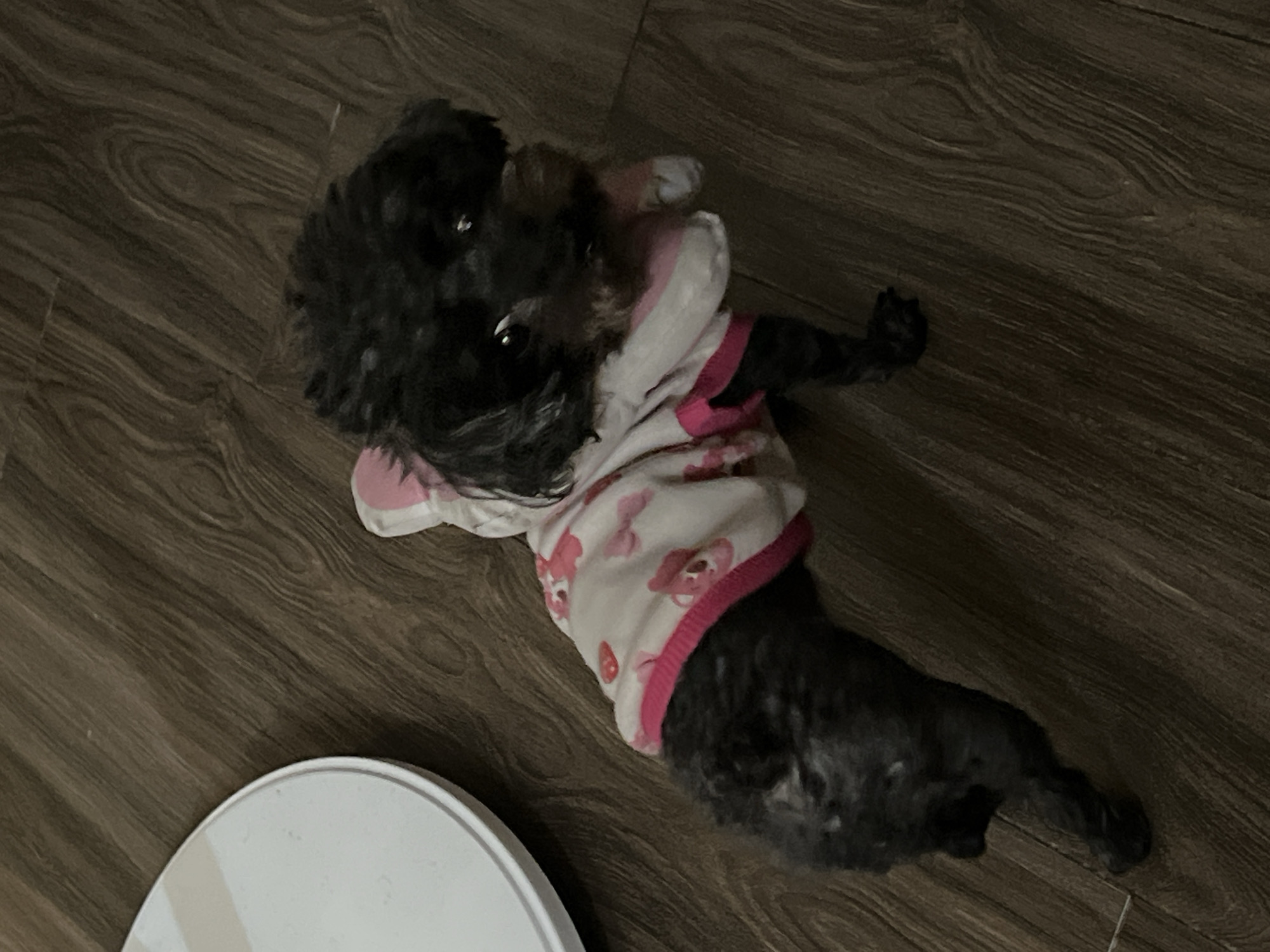 A small black dog is lying on its back on a dark wood-grained floor. The dog is wearing a white pajama top with pink trim and images of bears. A white round object is visible in the lower-left corner of the image. The setting is unspecified, and there is no indication of the location being in Đà Nẵng, Vietnam.