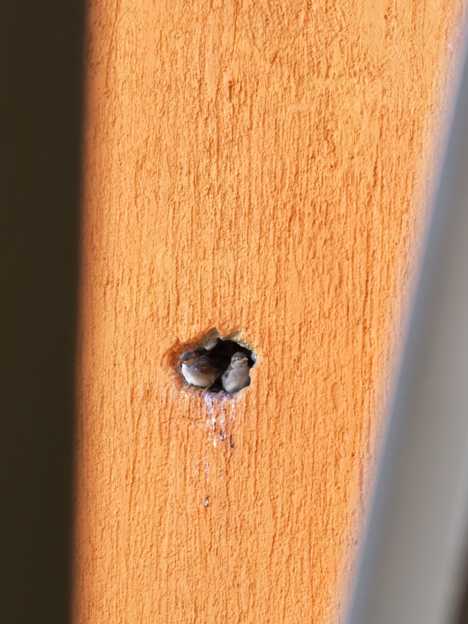 The image shows a section of an orange wall in Budva, Montenegro. There is a hole in the wall, and inside the hole are two small birds. Droppings are visible below the hole. The wall appears to be exterior and textured. A dark shadow is cast on the left side of the frame and a lighter area is seen on the right.