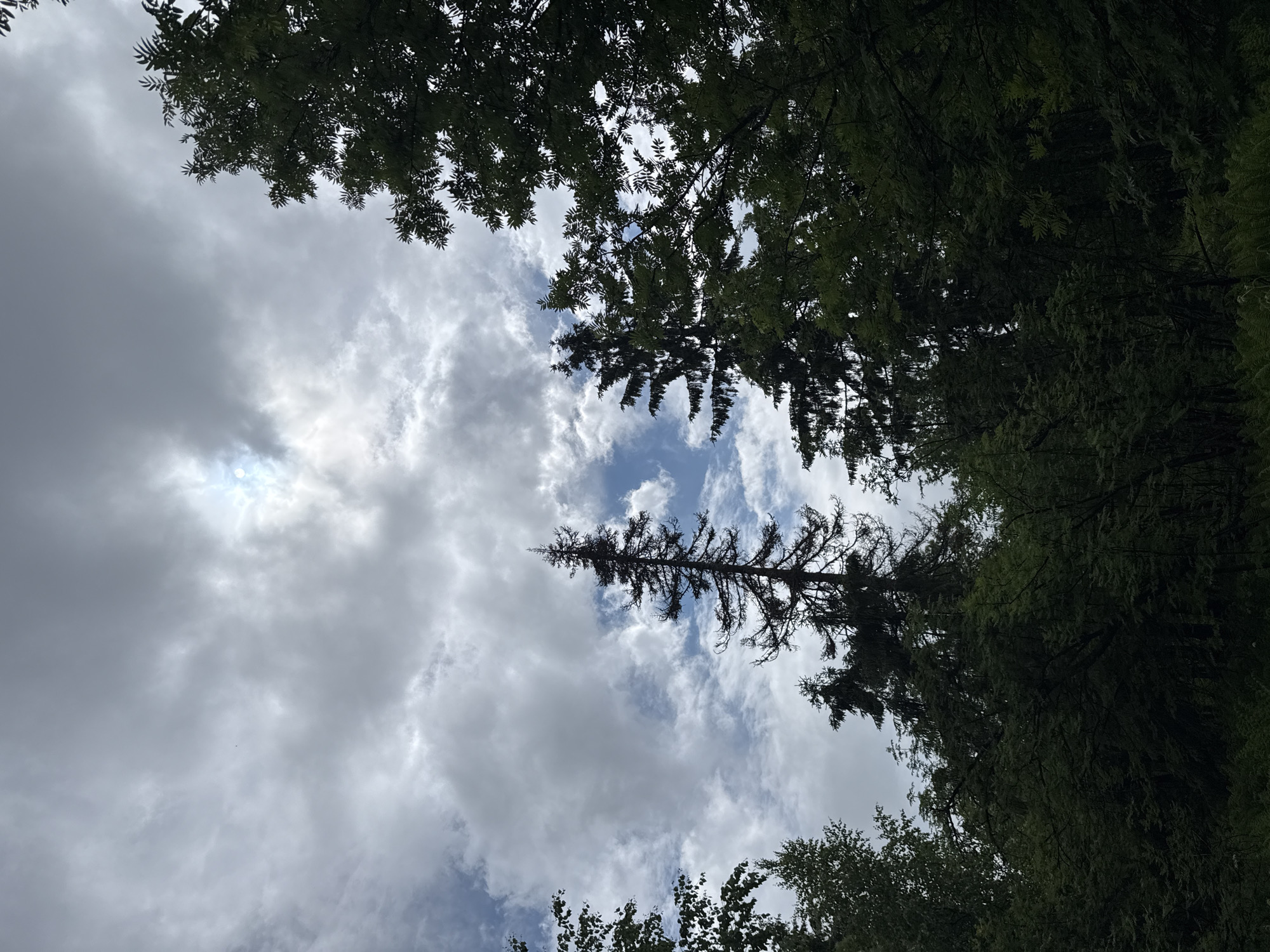 The image depicts a view looking up through a dense forest canopy towards a cloudy sky. In the upper portion of the frame, the sun is partially obscured by thick, grey clouds, with patches of lighter blue sky visible between them. The silhouettes of various trees, primarily conifers and deciduous trees, dominate the foreground and midground, with their branches and foliage creating a dark, textured layer. A tall, slender coniferous tree with a distinctive branching pattern stands prominently in the center-left of the image. The overall impression is that of a natural, wooded environment. No people or specific landmarks of the city of Usva, Russia are visible.