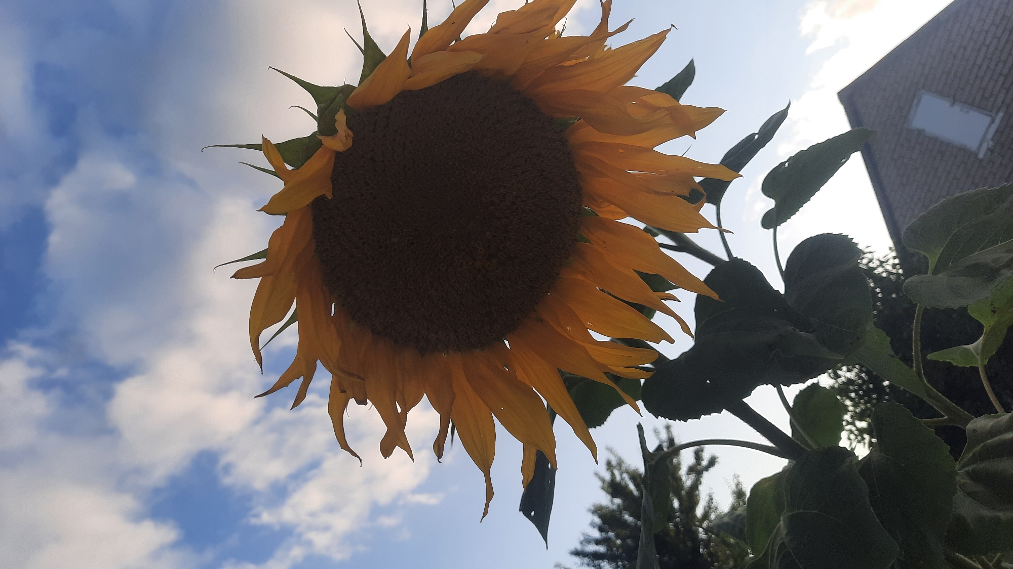 A close-up, low-angle shot captures a sunflower in bloom against a blue sky dotted with white clouds. The sunflower's large, dark center is surrounded by vibrant yellow petals, many of which are slightly curled or drooping. Dark green leaves and stems of the sunflower are visible in the foreground, silhouetted against the sky. In the background, the corner of a brick building with a single white window is partially visible on the right side, suggesting an urban or suburban setting. The image was likely taken outdoors in Шклоў, Belarus, during daylight hours.