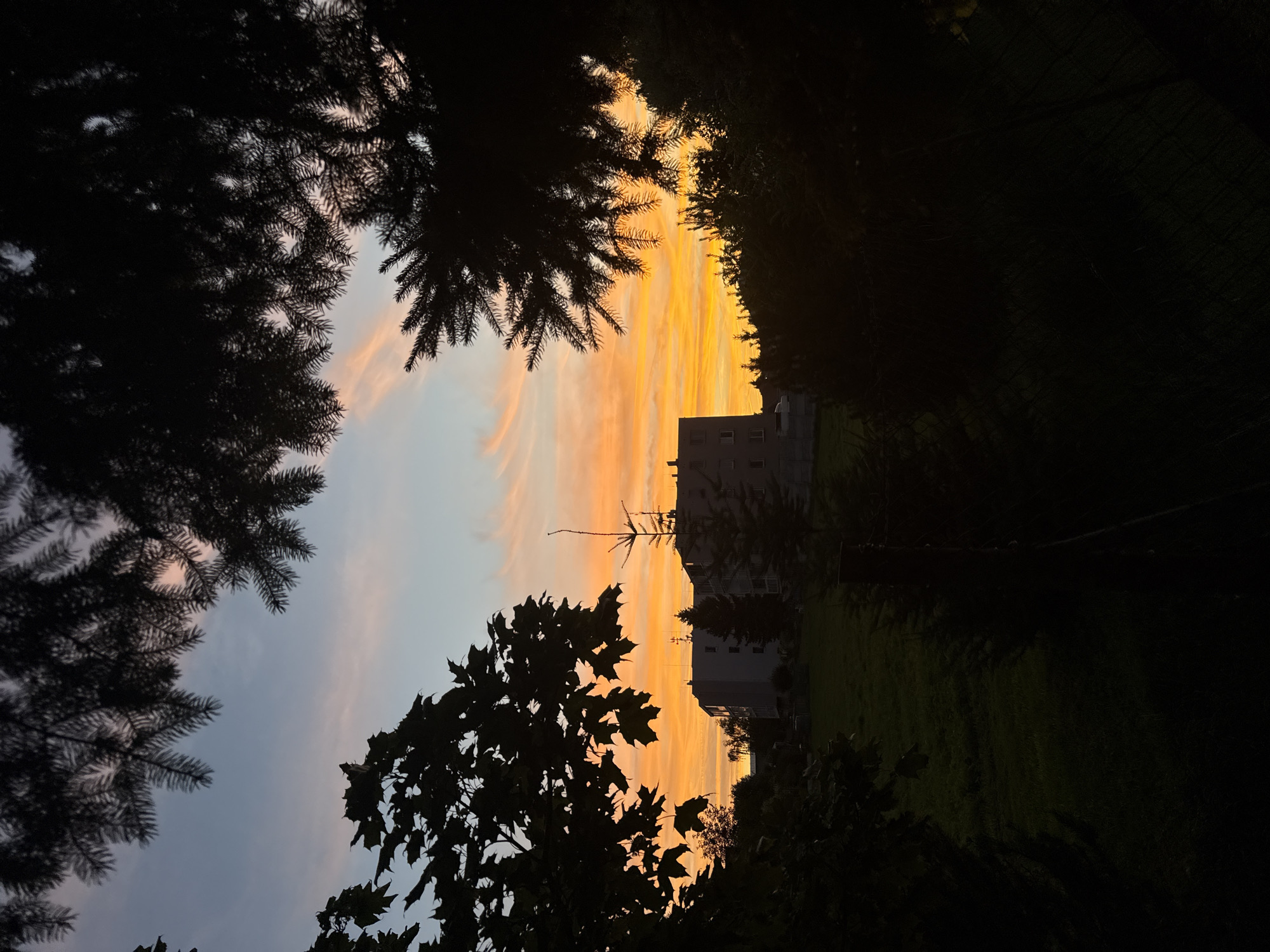 This is a vertically oriented, medium-shot photograph taken outdoors at dusk, likely in Tlustovousy, Czechia. The foreground is dominated by the dark silhouettes of coniferous and deciduous tree branches, framing the central scene.
In the middle ground, a multi-story, light-colored apartment building with visible windows stands on a grassy incline. Several smaller evergreen trees are positioned in front of and around the building. A thin, dark fence runs along the lower portion of the incline, partly obscured by shadows.
The background features a vibrant sunset sky. The horizon is awash with intense oranges and yellows, transitioning to softer pinks and blues as it rises. Thin, wispy clouds are scattered across the sky, catching the sunset's light. The overall mood is serene and tranquil, capturing the end of the day. No people are visible in the image.