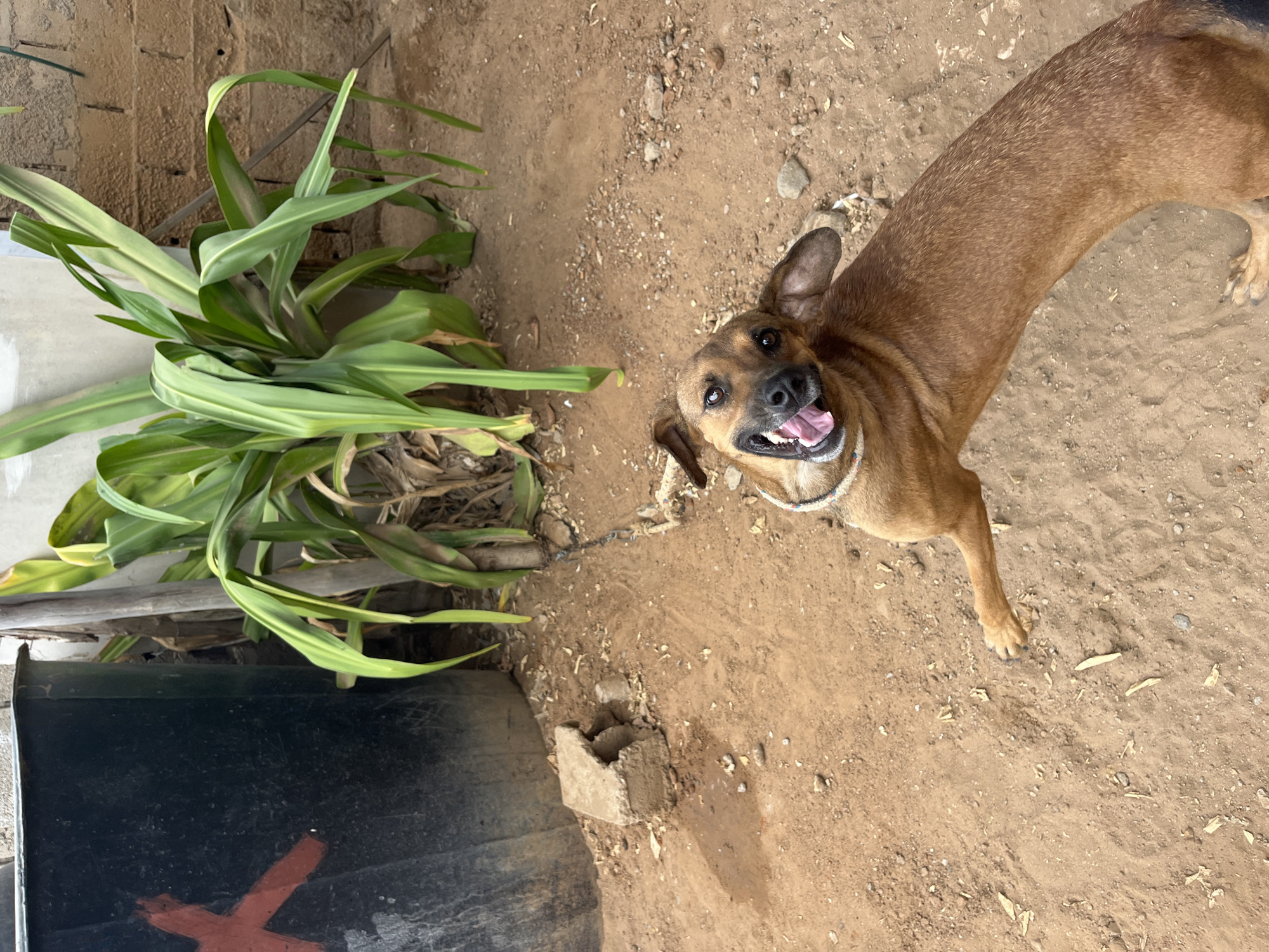 The image shows a brown dog with its mouth open and tongue sticking out, looking up at the camera. The dog is wearing a light-colored collar. It appears to be in an outdoor area with a dirt ground, scattered rocks, and some dry vegetation. Behind the dog, there is a large black cylindrical object with a red 'X' mark painted on it, and a lush green plant with long, broad leaves. Further in the background, a brick wall is visible. The scene suggests a casual, perhaps somewhat unkempt, outdoor setting. The specific location in Juan Griego, Venezuela, is not discernible from the visual elements alone.