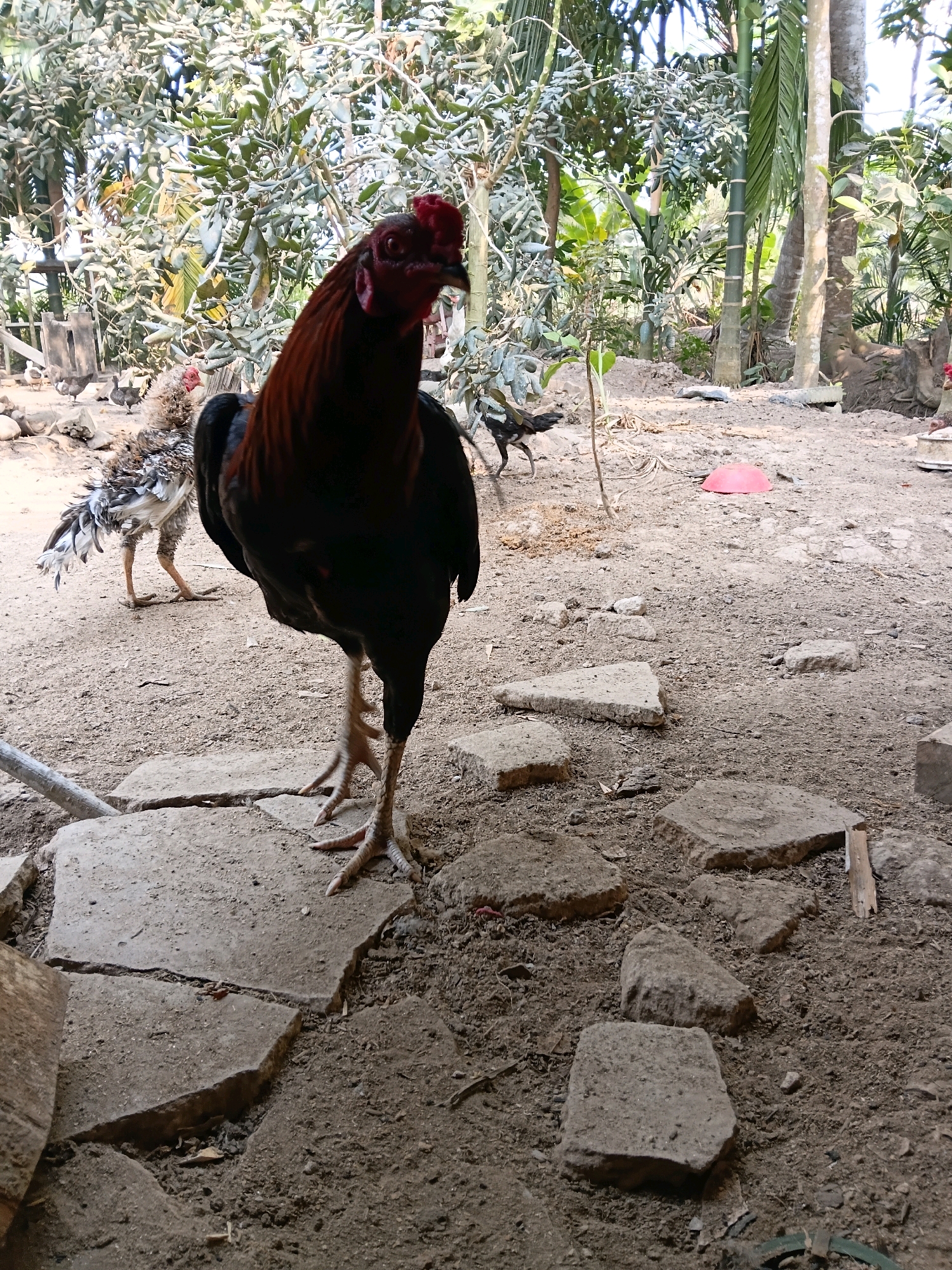 An adult rooster stands in the foreground of an outdoor scene in Margo Rukun, Indonesia. The rooster is black and reddish-brown with a prominent red comb. It is standing on what appears to be paved ground, with other chickens and vegetation in the background. The ground is a mix of dirt and stone fragments. The environment is lush with green foliage and tall trees. The overall impression is one of a rural or semi-rural setting.