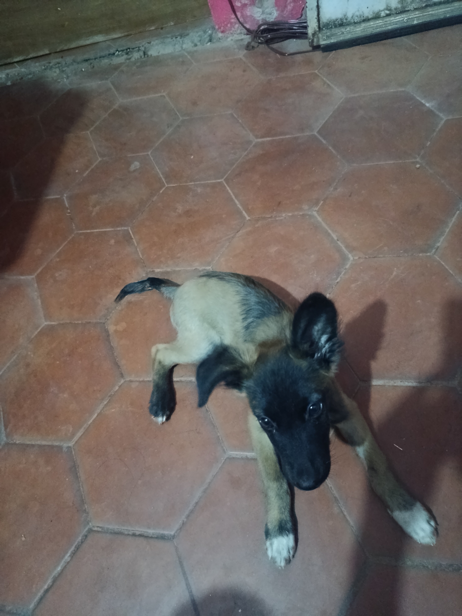 A medium-sized, young dog with black and tan fur is lying on an orange hexagonal tiled floor. The dog has black fur on its head, ears, and tail, with tan fur on its body. The dog is lying with its front legs extended and its head tilted upwards, looking at the camera. The background includes a wall with visible trim and a possible electrical outlet. The location is suggested to be Juan Griego, Venezuela.