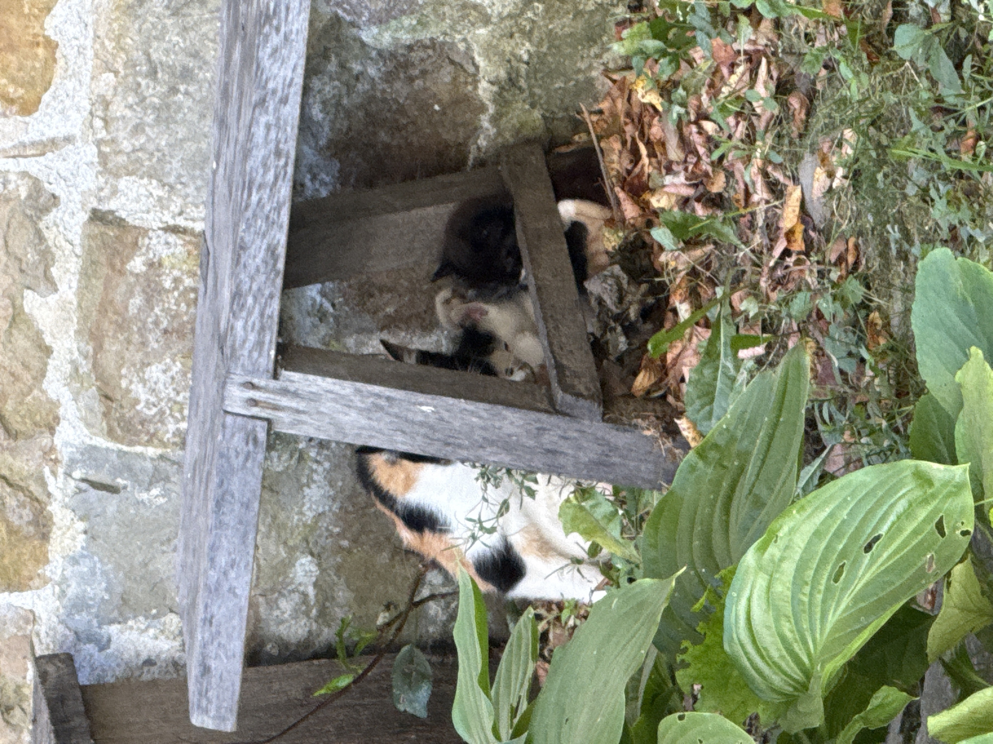 The image captures a rustic scene featuring a wooden bench positioned against a stone wall. Underneath the bench, several kittens are nestled amongst fallen leaves and overgrown vegetation. A calico cat is partially visible to the left of the frame, its head and upper body peeking out from behind some foliage. The environment appears to be an outdoor setting, possibly a garden or yard, with a focus on natural elements. The details suggest a calm and somewhat hidden area, with the kittens finding shelter beneath the bench. The stone wall provides a textured backdrop to the scene. There is no indication of the city of Charkovo, Bulgaria, or any specific urban context within the visual information provided.