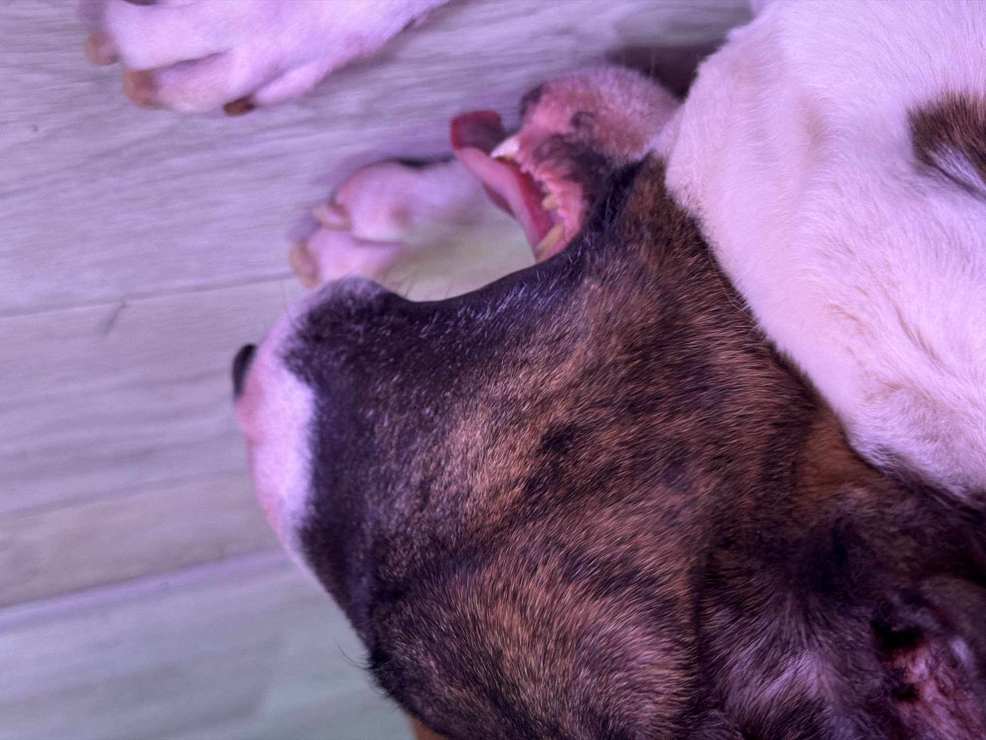 A brindle and white Bull Terrier dog is depicted in profile, facing right, in Chaikovsky, Russia. The dog is lying on a light-colored, possibly wooden or laminate, floor. Its mouth is wide open, displaying a pink tongue and visible teeth, indicative of a yawn or pant. The dog's fur is brindle on the head and upper body, with white fur covering its lower jaw, chest, and paws. The scene is illuminated by light with a pronounced purple cast. Two of the dog's paws are visible on the floor in the foreground.