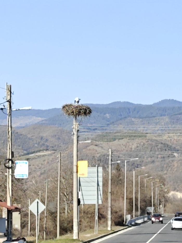 The image depicts a roadside scene in the city of Banichan, Bulgaria, under a clear blue sky. A large, dark brown stork's nest, constructed from branches and twigs, is centrally positioned atop a grey utility pole. A single white stork, with dark wing tips, stands within the nest, its head bent downwards.
To the left of the nest pole, a second utility pole is partially visible, featuring electrical wiring, a rectangular white sign with blue markings, and a grey diamond-shaped road sign below it. To the right of the nest pole, a yellow directional arrow sign is mounted. Further along the right side of the road, a line of identical streetlights extends into the distance.
The foreground features a two-lane asphalt road with a solid white dividing line. A dark-colored sedan is visible on the left lane, moving towards the viewer, and a white car is further down the road on the right lane. The background consists of undulating hills and mountains sparsely covered with brownish vegetation, suggesting a non-leafy season.