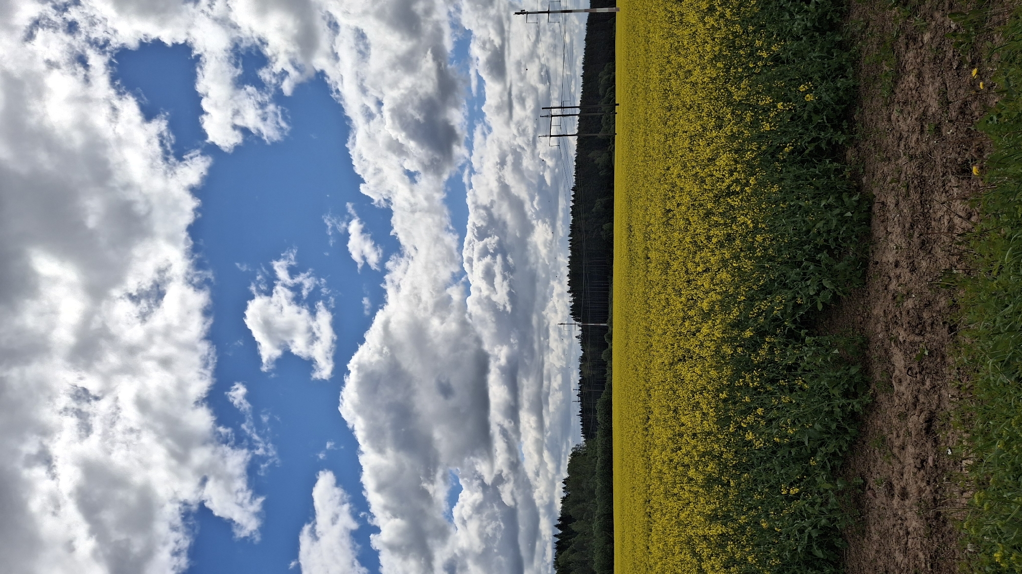 The image shows a field of yellow rapeseed flowers under a partly cloudy sky in Пудость, Russia. A line of trees and power lines separates the field from the sky. The field is bordered by a patch of earth with some green vegetation.