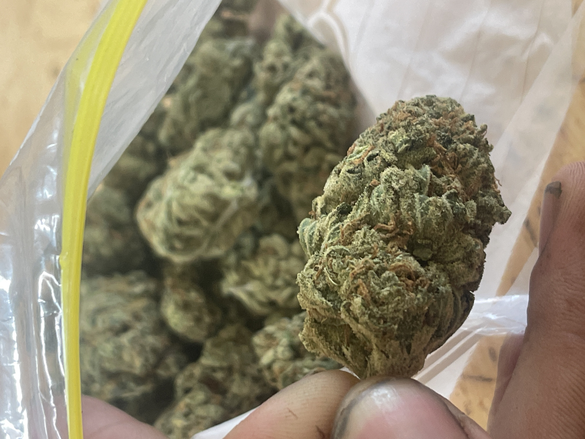 The image shows a close-up view of a person's fingers holding a bud of marijuana. The bud is green and brown, with visible trichomes. In the background, more marijuana buds are visible inside a clear plastic bag with a yellow zipper. The bag is partially open, and the marijuana is densely packed. The lighting suggests an indoor setting. The focus is on the single bud in the foreground, with the rest of the contents of the bag blurred. The image appears to be taken by someone holding the bud to show it off, possibly for its quality or appearance. There is no visible text in the image.