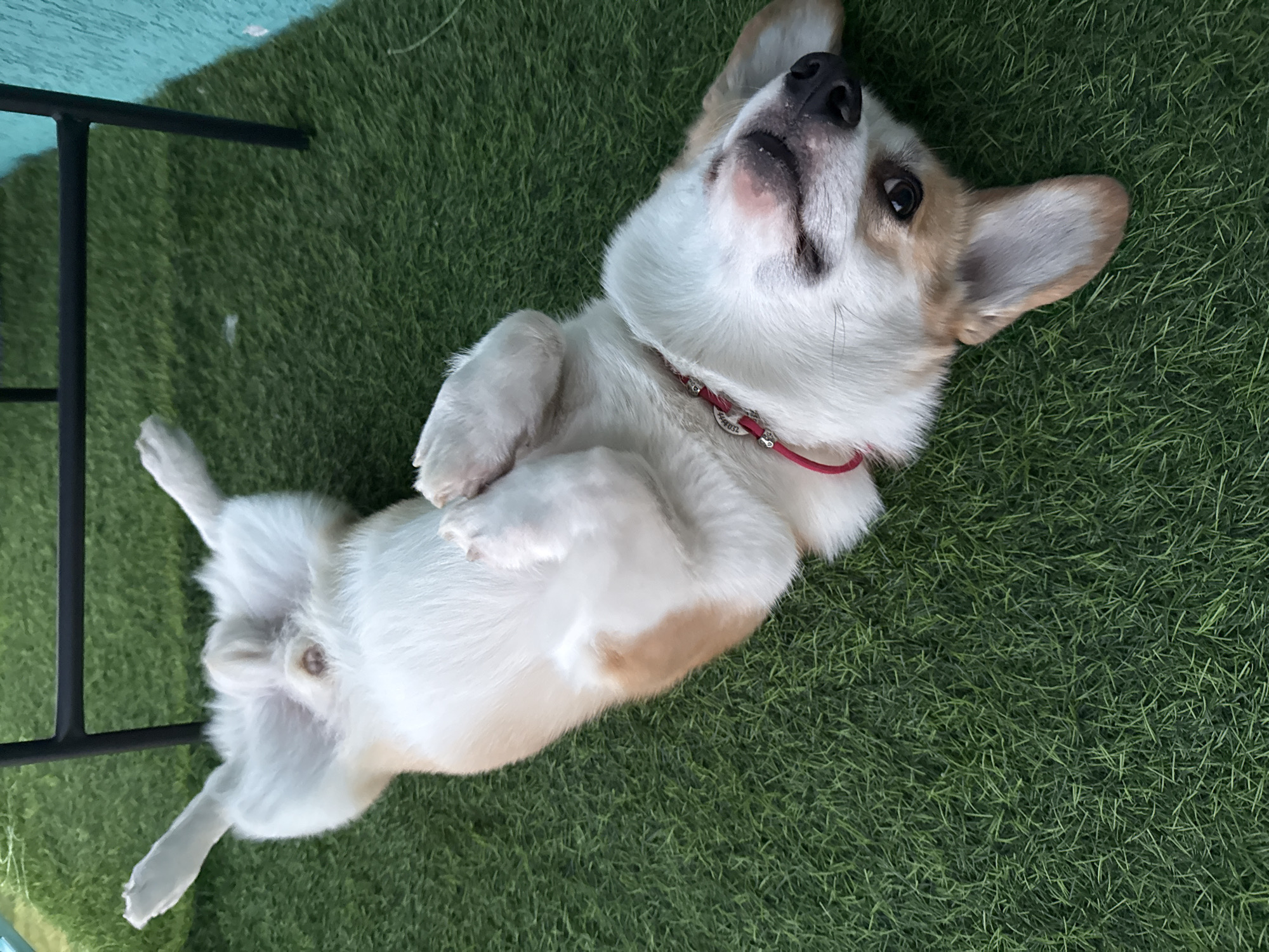 A corgi dog is lying on its back on artificial grass. The dog is white with tan markings and is wearing a red collar. The dog's legs are in the air and its head is tilted to the side. The dog appears to be relaxed and happy. The scene is outdoors, and there is a table leg and a blue wall in the background. The image is taken from a high angle, looking down at the dog. The location is not specified as being in the city of Perm, Russia.