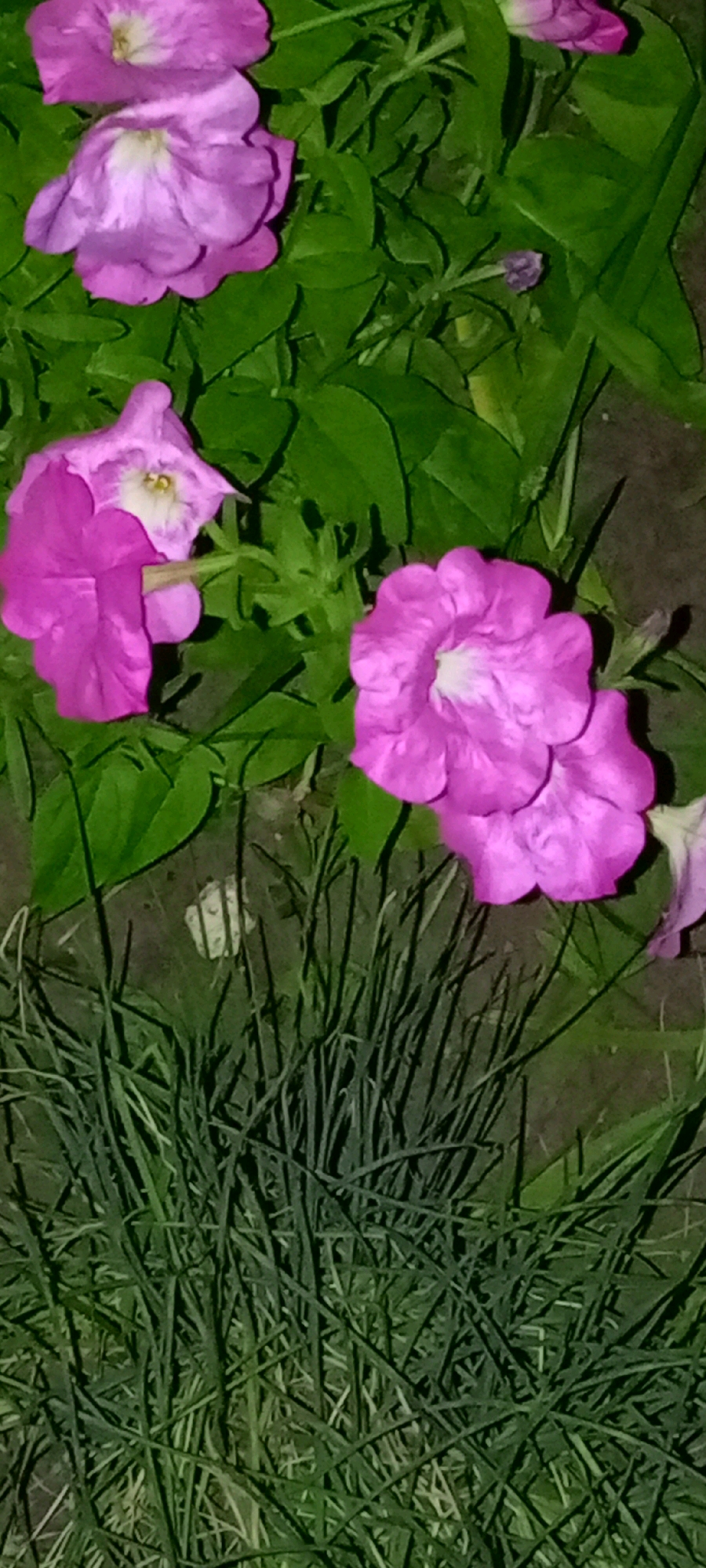 The image shows a close-up, vertical view of pink petunia flowers against a backdrop of green leaves and grass. The flowers are vibrant and in focus, with delicate petals and visible centers. The leaves are lush and varied in size and shape, providing a rich texture. The grass at the bottom of the frame is dense and appears to be illuminated from above, casting shadows. The scene is likely an outdoor garden setting, possibly in the city of Kirsanov, Russia, given the context. There are no people or animals visible in the image, and no specific actions or interactions are depicted. The overall impression is one of natural beauty and tranquility.