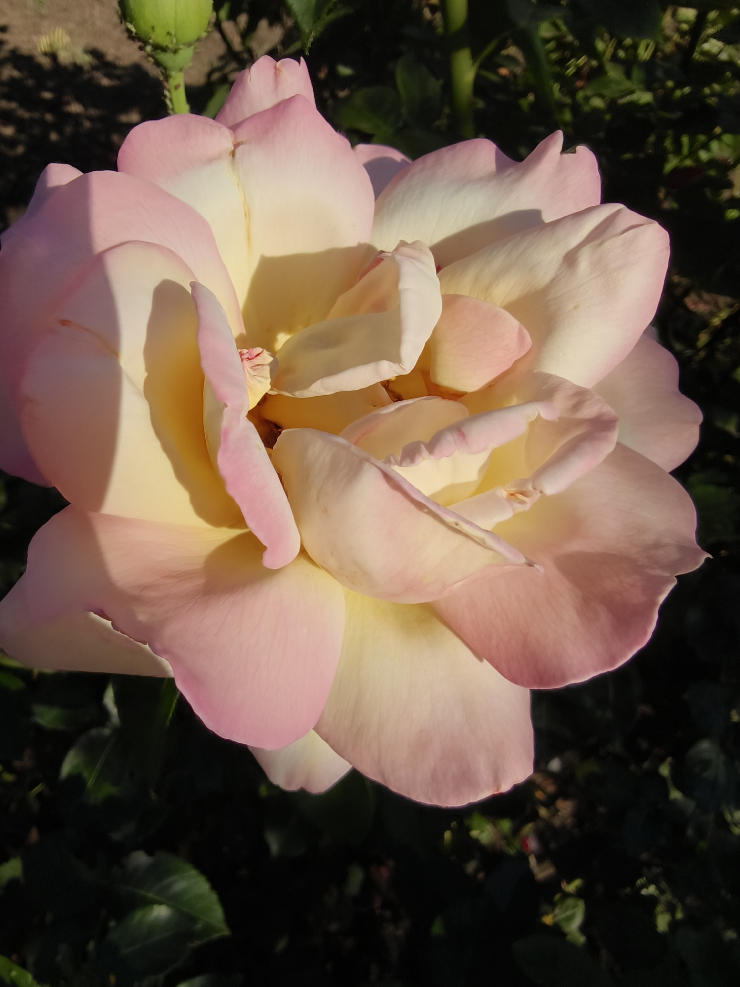 This media file is a close-up, vertical shot of a large, light pink and yellow rose in full bloom. The rose is the central subject, with its delicate petals unfurling in layers, creating a soft and inviting texture. The lighting suggests it is daytime, likely morning or late afternoon, as warm sunlight casts gentle shadows on the petals, highlighting their curves and velvety appearance.
The rose is situated outdoors, with a dark, out-of-focus background of green foliage and a hint of what appears to be a seed pod or bud on a stem in the upper left corner. The natural setting implies a garden or a park. There is no visible text in the image. The overall mood conveyed is one of natural beauty and tranquility, emphasized by the soft color gradient of the rose petals, transitioning from a pale yellow at the center to a blush pink at the edges. The focus is entirely on the intricate details and soft hues of the flower.