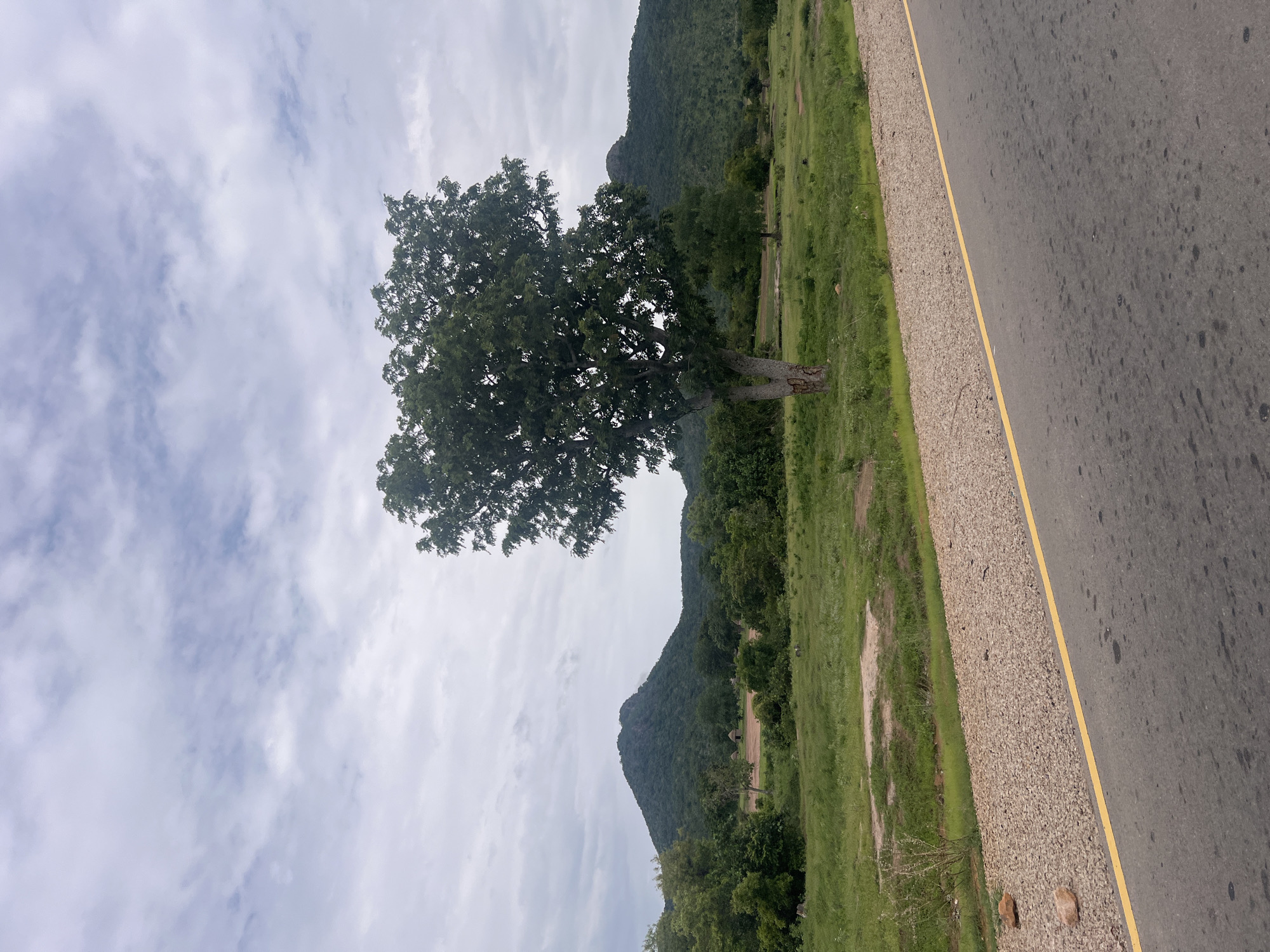The image depicts a rural roadside scene with a single, large tree prominently positioned in the mid-ground. The tree has a full canopy of dark green leaves and a thick trunk. In the background, rolling green hills covered with vegetation dominate the landscape. Several small, thatched-roof structures, possibly huts, are visible nestled amongst the trees on the lower slopes of the hills. The sky is overcast with clouds. In the foreground, a paved road with a yellow line marking the edge runs diagonally across the lower right portion of the frame. Adjacent to the road is a gravel shoulder. The environment suggests a natural, undeveloped area, likely in a region with moderate rainfall to support the lush vegetation. The scene does not contain any people or animals. The location is identified as Minda, Nigeria.