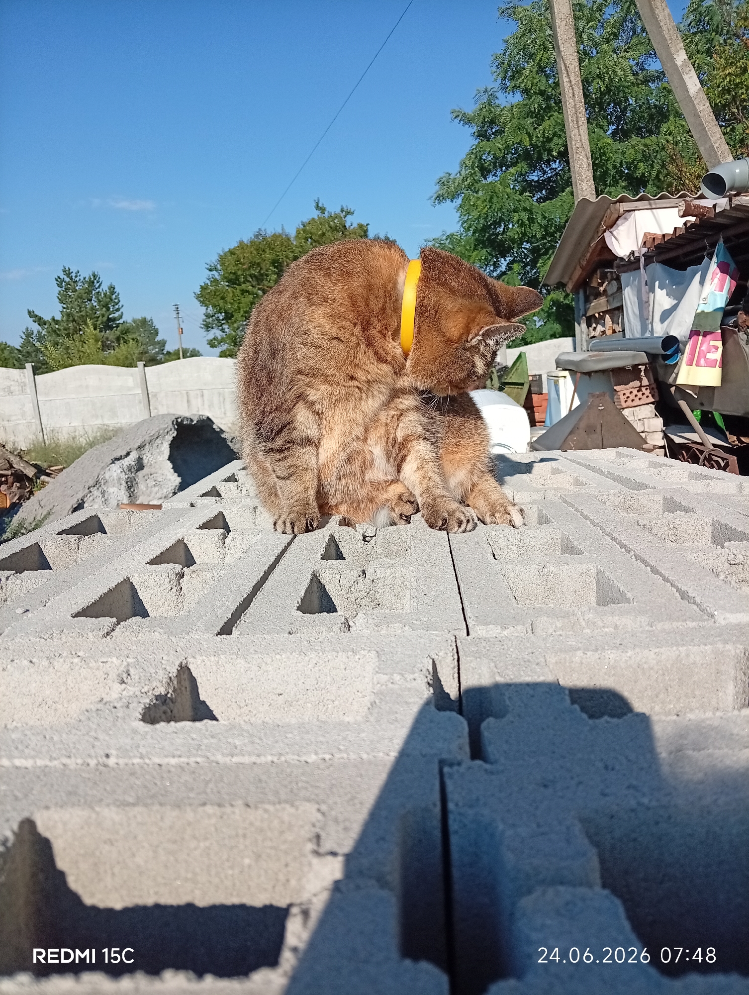 This is a medium-shot, outdoor photograph taken on a sunny day, likely in the morning judging by the timestamp. The primary subject is a tabby cat with golden-brown fur, wearing a bright yellow collar. The cat is positioned on top of a stack of grey concrete blocks, which form the foreground and mid-ground of the image. The cat is grooming itself, with its head turned to its side.
In the background, a pile of grey material, possibly more construction debris or dirt, is visible. Beyond that, a light-colored concrete fence runs horizontally across the image. Further back, green trees are scattered against a bright blue sky with a few wispy clouds. To the right of the cat, there's a small, rustic structure with a corrugated metal roof, appearing to be a shed or lean-to. Various items are stacked around this structure, including what looks like firewood, pipes, and some fabric with colorful patterns. Two tall, grey concrete utility poles are also visible in the background.
The scene suggests a construction or storage area, possibly a backyard or rural property. The lighting indicates it's daytime with clear weather. The overall mood is peaceful, focusing on the cat's everyday activity in its environment.
Visible text includes "REDMI 15C" in the bottom left corner and "24.06.2026 07:48" in the bottom right corner, indicating the device used for the photo and the date and time it was taken.