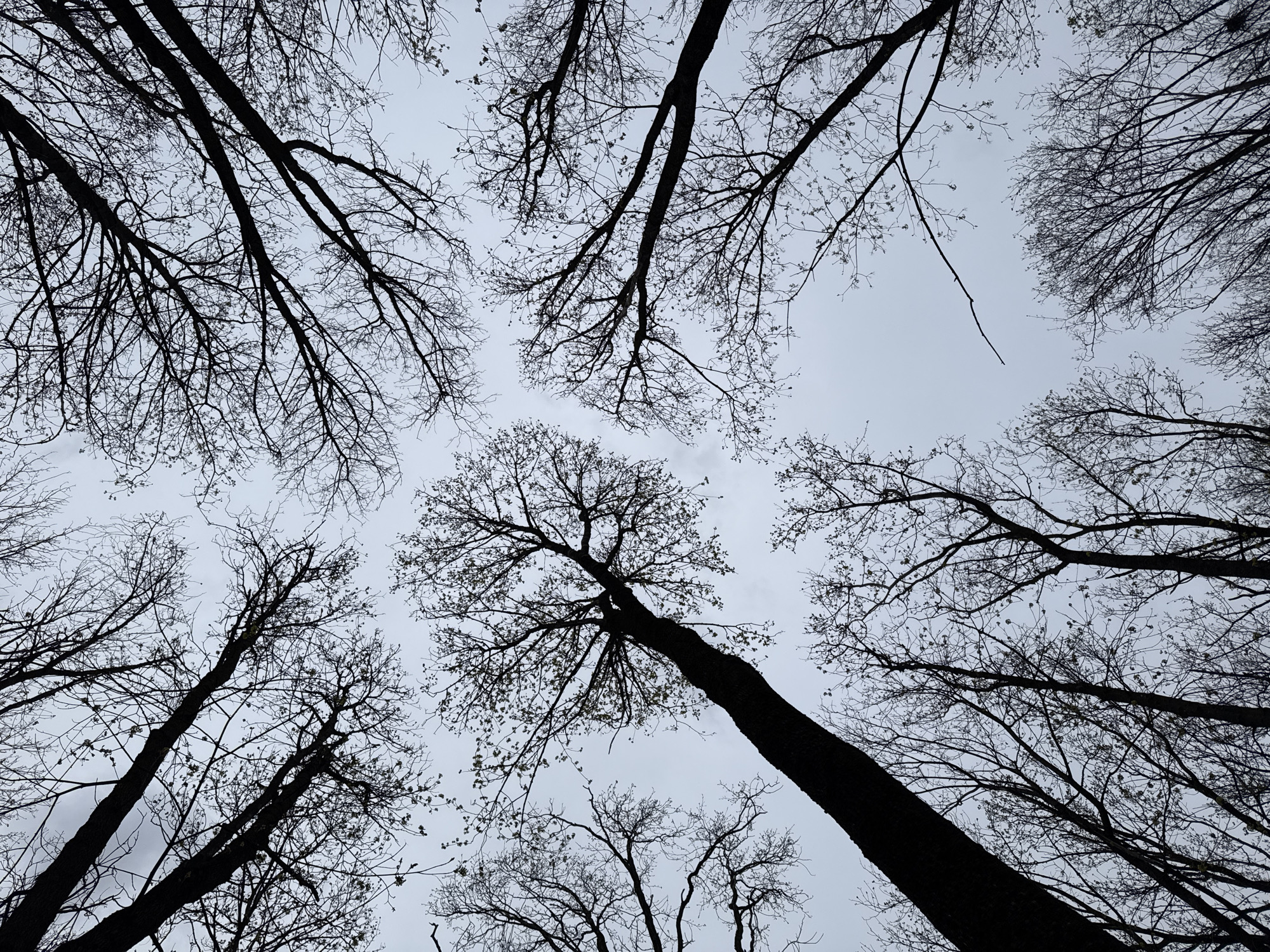 The image is a low-angle shot of a forest canopy against a cloudy sky. The trees are mostly bare, with some sparse branches and twigs visible. The trunks and branches appear dark against the gray sky. There are no people or animals visible. The location is not discernable from the image.