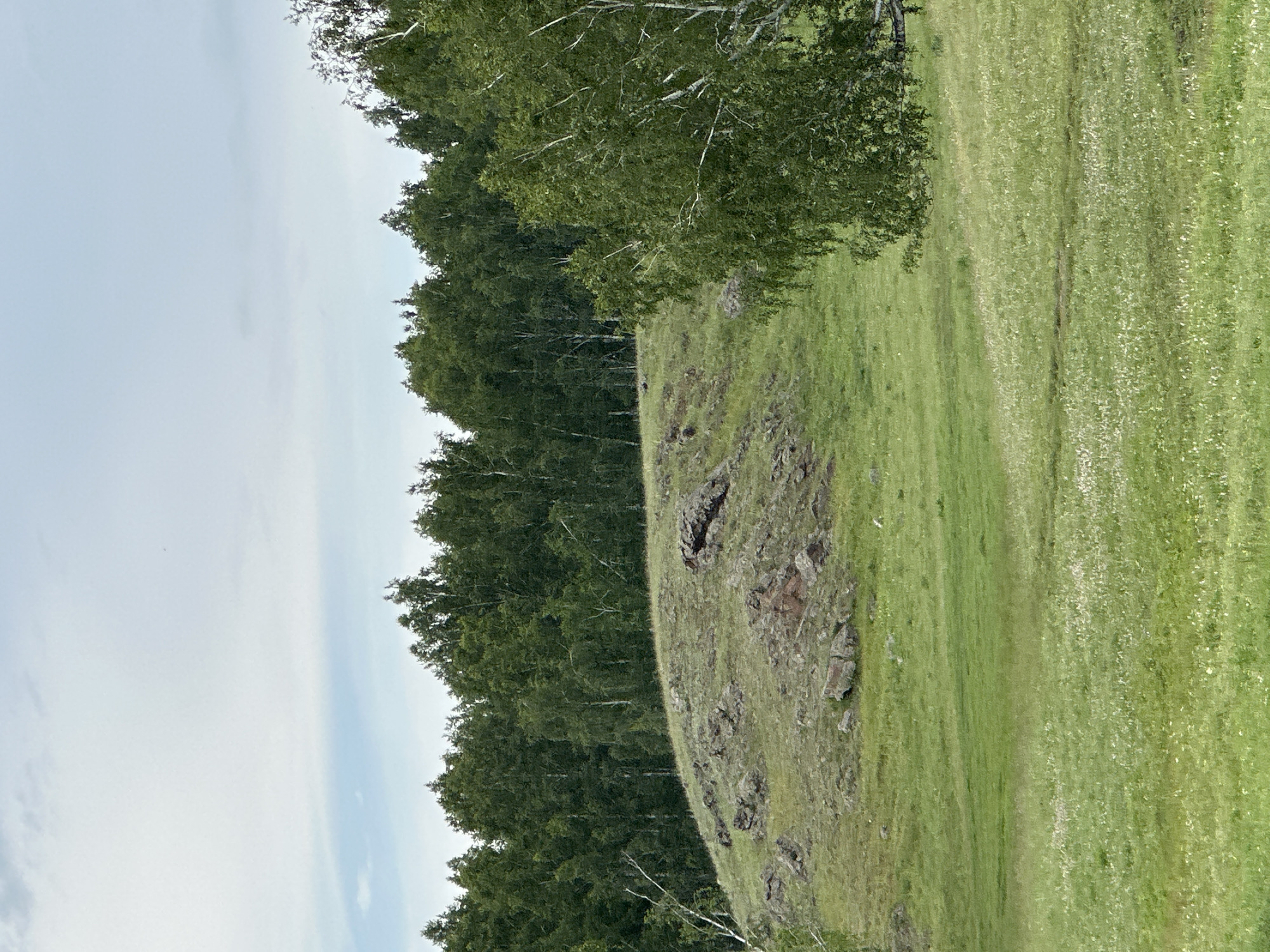 A wide shot captures a natural landscape with a verdant green grassy hill in the foreground. The hill is dotted with scattered rocks and vegetation. In the middle ground, a dense forest of green trees lines the horizon. The sky above is overcast with a soft, diffused light. The scene is devoid of human presence.