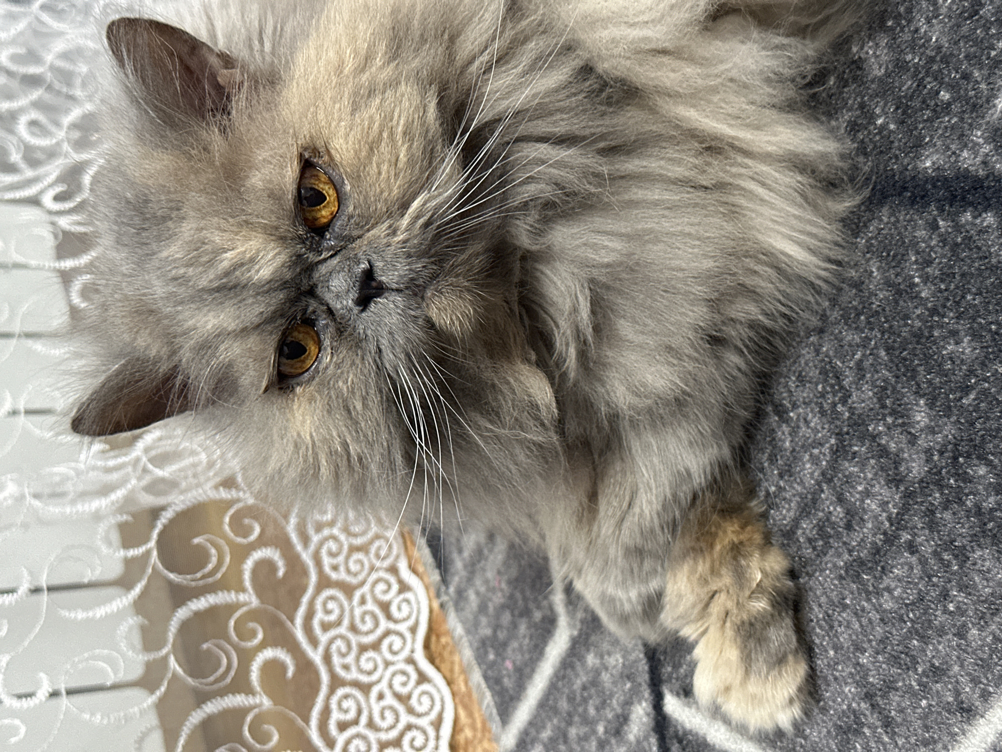 The image shows a close-up of a fluffy, long-haired gray cat with orange eyes lying on a dark gray and white patterned blanket. The cat is looking directly at the camera with a serious expression. The background features a white lacy curtain with swirling patterns. The scene is indoors, and there is no visible indication of the city of Chaikovsky, Russia.