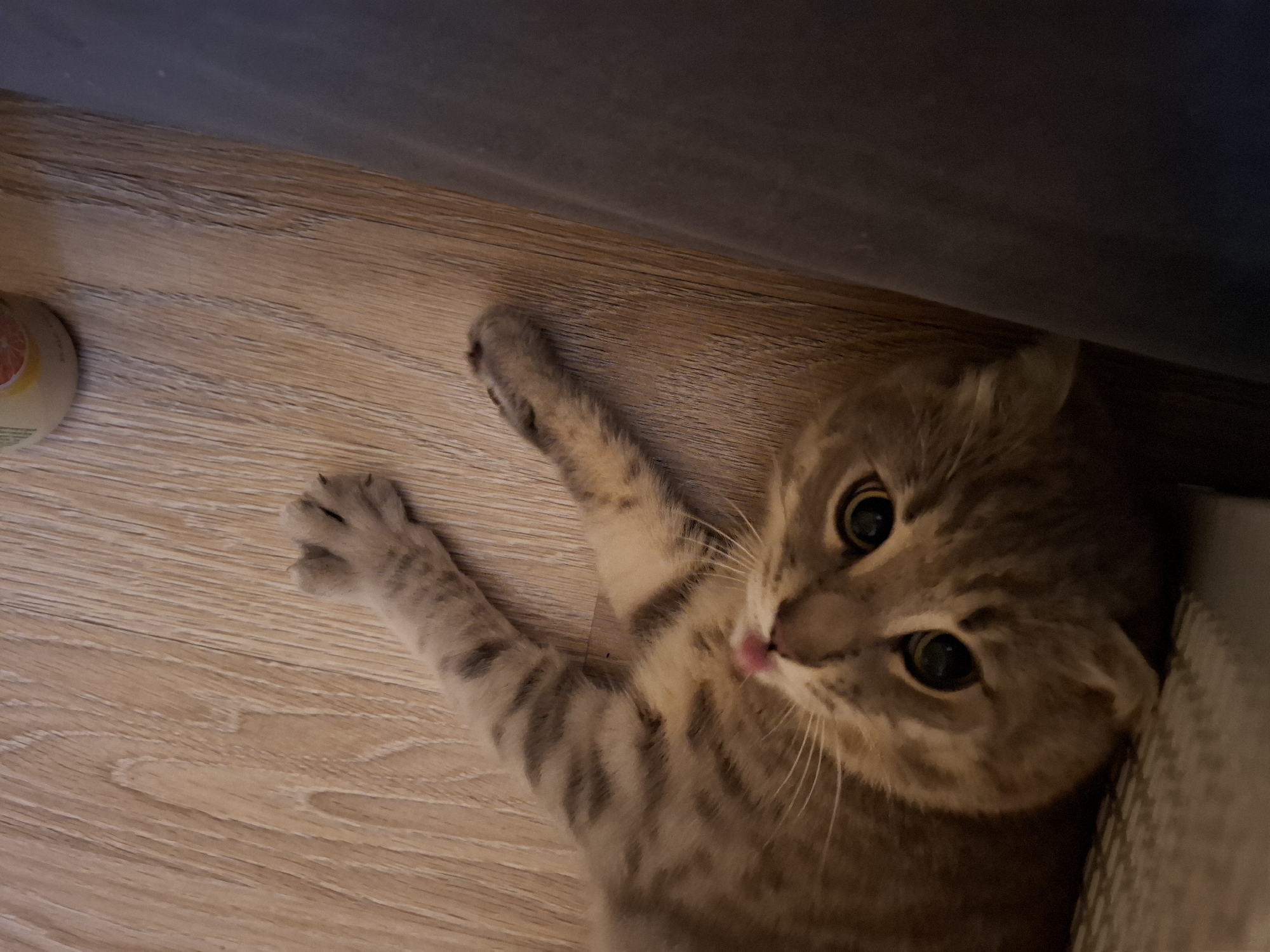 A striped kitten is lying on its back on a wooden floor, looking up at the camera. The kitten has large, dark eyes and a pink nose. Its front paws are raised in the air. A dark blue curtain is visible to the right of the kitten. A small portion of a bottle with a label is visible in the upper right corner of the image. The scene is indoors and appears to be in a residential setting.