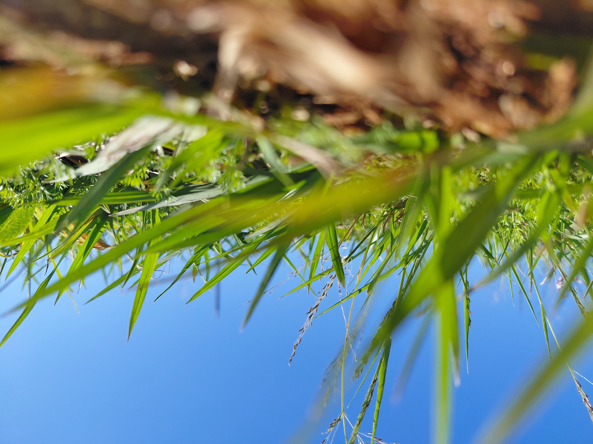 A low-angle shot captures a patch of green grass against a clear blue sky. The grass blades are sharp and in focus, some reaching towards the sky, while others are blurred by the close-up perspective. The ground in the foreground is a mix of soil and dry leaves, also blurred. The image appears to have been taken outdoors in a natural setting. The sky suggests a sunny day. The scene is devoid of any people or man-made objects, creating a serene and natural composition. The location is a grassy area in Encarnación, Paraguay, likely a park or open field.