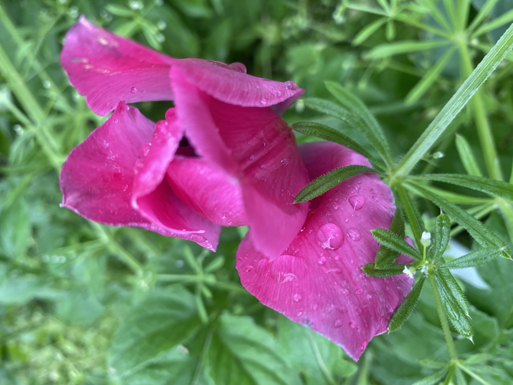 The image shows a close-up of a vibrant pink flower in a garden setting. The petals of the flower have water droplets on them. The surrounding foliage includes bright green, needle-like leaves arranged in a star pattern. The location is the city of Dnipro, Ukraine. There are no people visible in the scene.