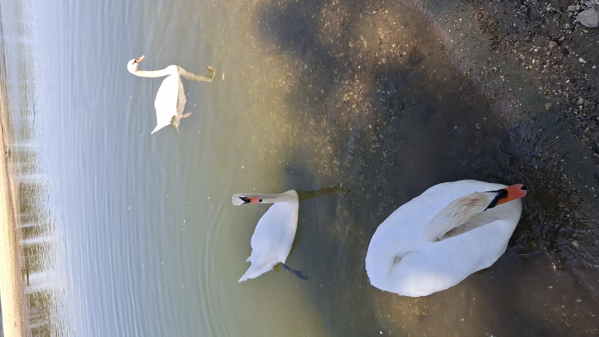 The image depicts three white swans on a body of water, likely a pond or lake, with a sandy bank visible in the background. One swan is in the foreground, facing to the right and partially submerged in shallow water near the bank. Another swan is in the middle ground, swimming towards the left, with its head raised. The third swan is further in the distance, also swimming towards the left. The water is calm, with reflections of the swans and the background visible. The lighting suggests it is daytime, possibly late afternoon, with shadows cast on the water and the bank. The environment appears to be a park or natural area. It is not possible to determine the specific location in Cologne, Germany, based solely on the visual information provided.
